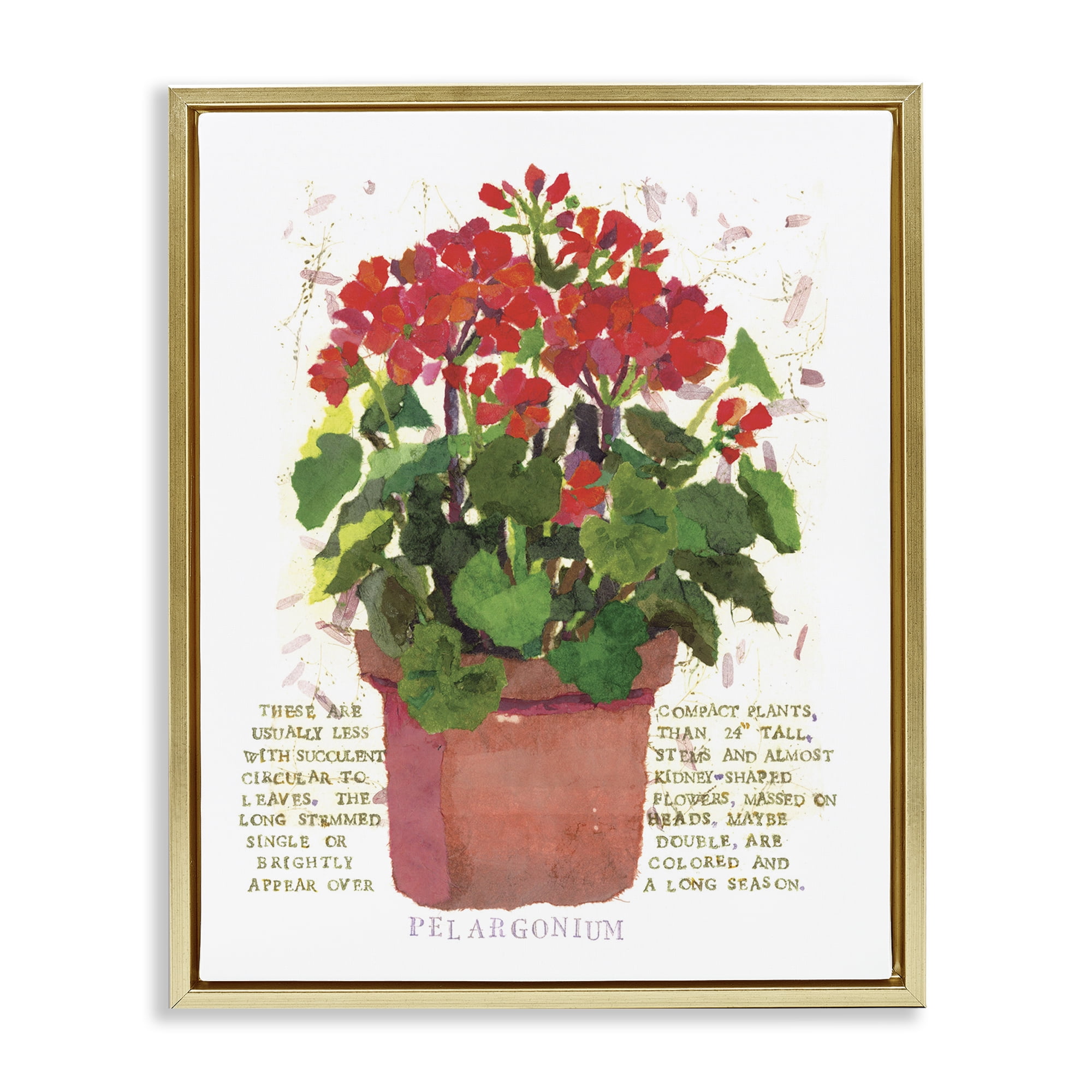 Stupell Industries Red Potted Geranium Botanical & Floral Painting Gold Floater Framed Canvas Art Print Wall Art, 25 x 31