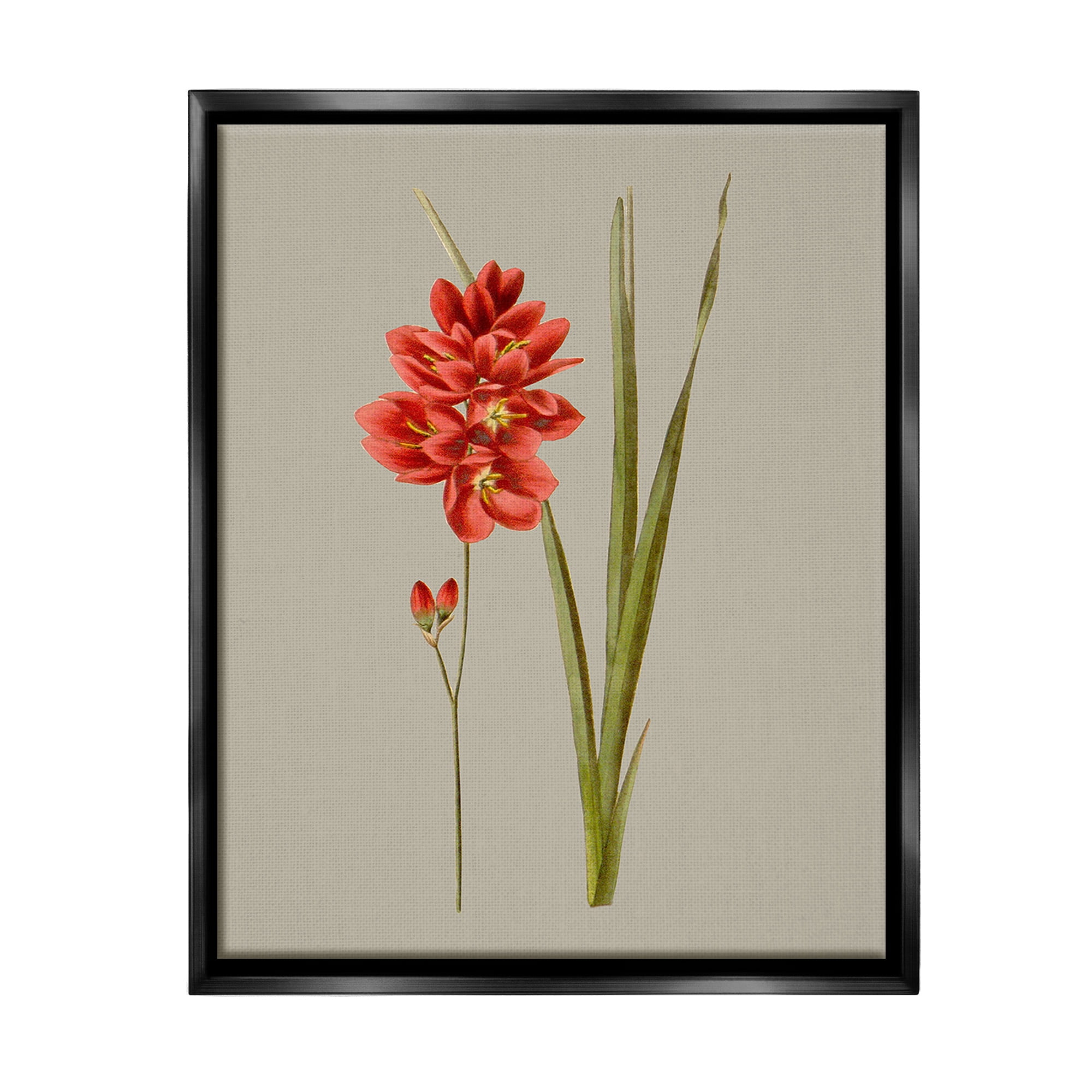 Stupell Industries Red Traditional Botanical Botanical & Floral Painting Black Floater Framed Canvas Art Print Wall Art, 25 x 31