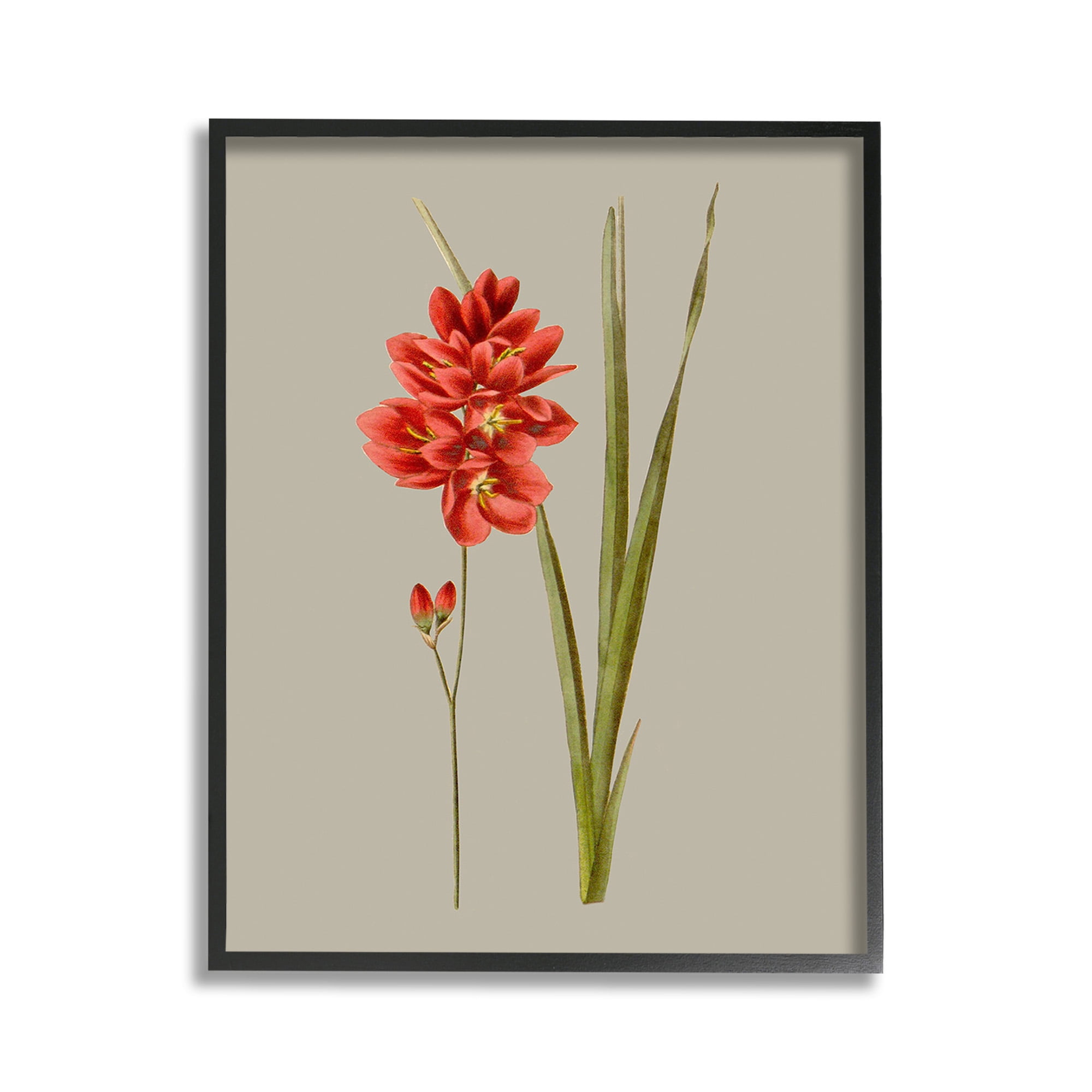 Stupell Industries Red Traditional Botanical Botanical & Floral Painting Black Framed Art Print Wall Art, 11 x 14