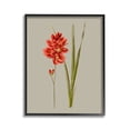 thumbnail image 1 of Stupell Industries Red Traditional Botanical Botanical & Floral Painting Black Framed Art Print Wall Art, 11 x 14, 1 of 9