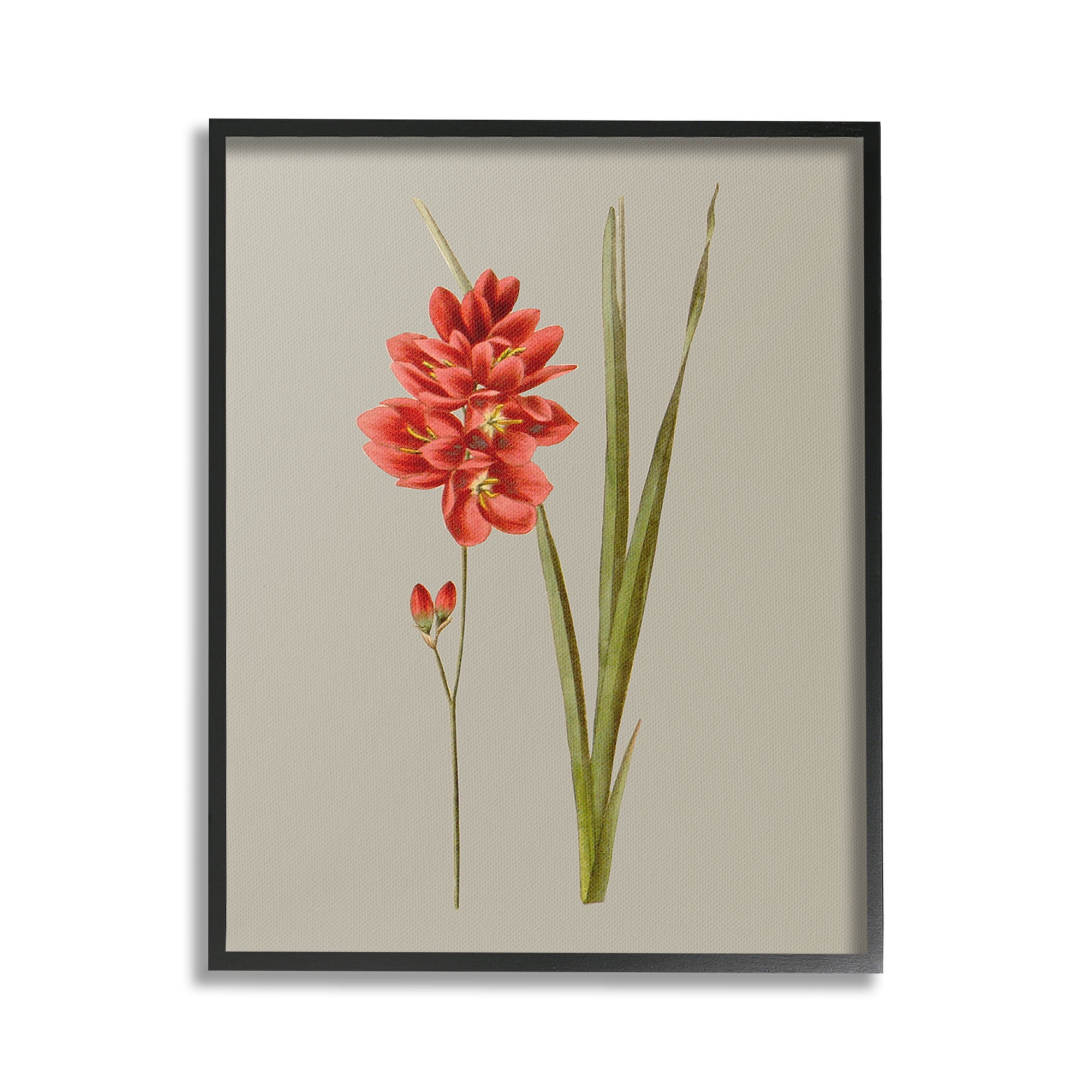 Stupell Industries Red Traditional Botanical Botanical & Floral Painting Black Framed Art Print Wall Art, 24 x 30