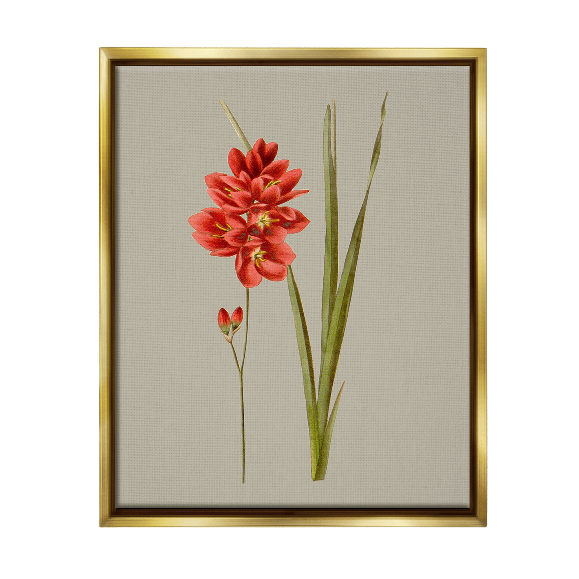 Stupell Industries Red Traditional Botanical Botanical & Floral Painting Gold Floater Framed Canvas Art Print Wall Art, 17 x 21