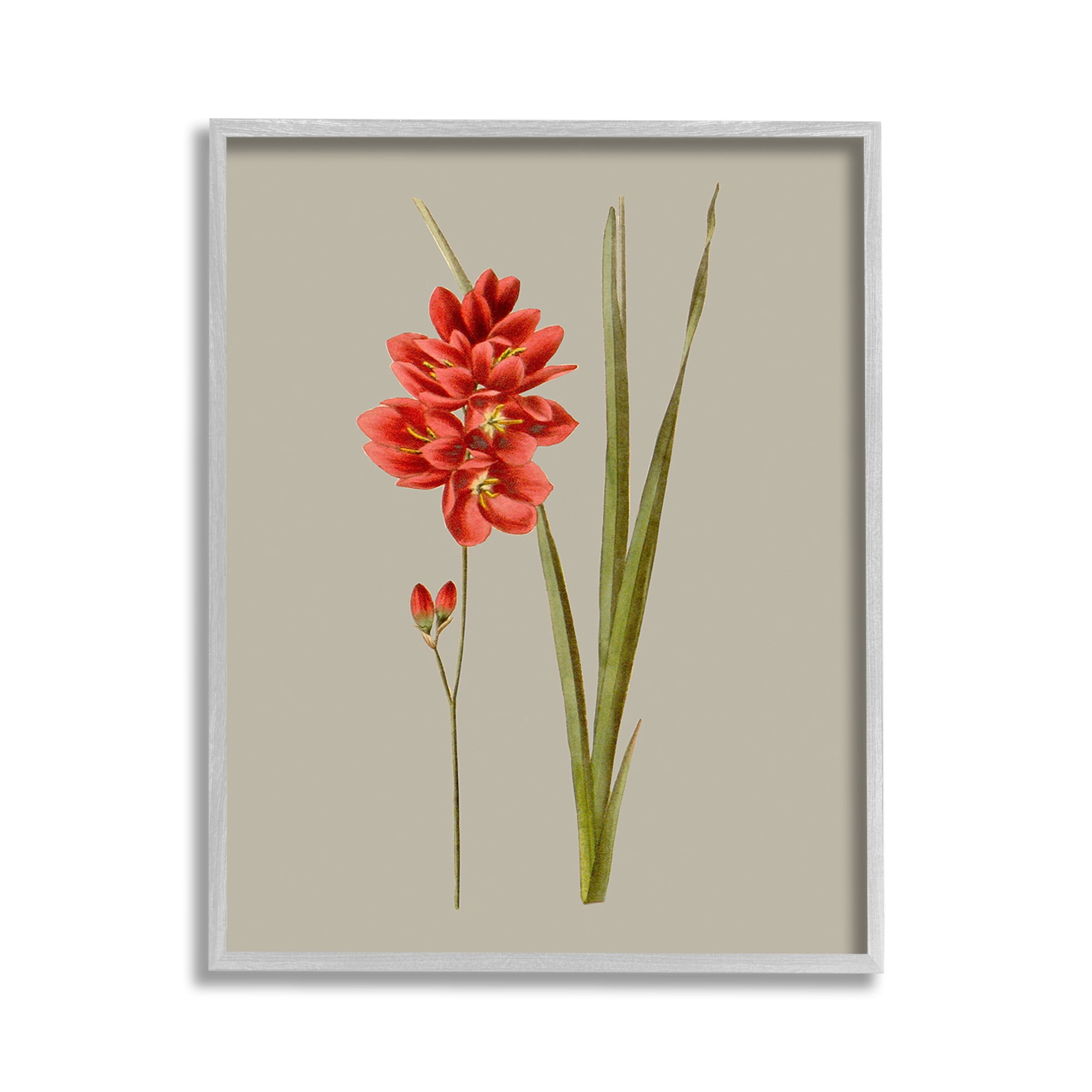 Stupell Industries Red Traditional Botanical Botanical & Floral Painting Gray Framed Art Print Wall Art, 11 x 14