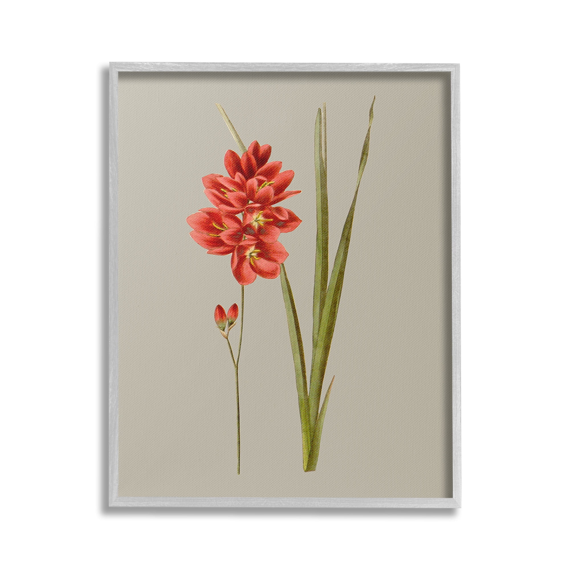 Stupell Industries Red Traditional Botanical Botanical & Floral Painting Gray Framed Art Print Wall Art, 16 x 20