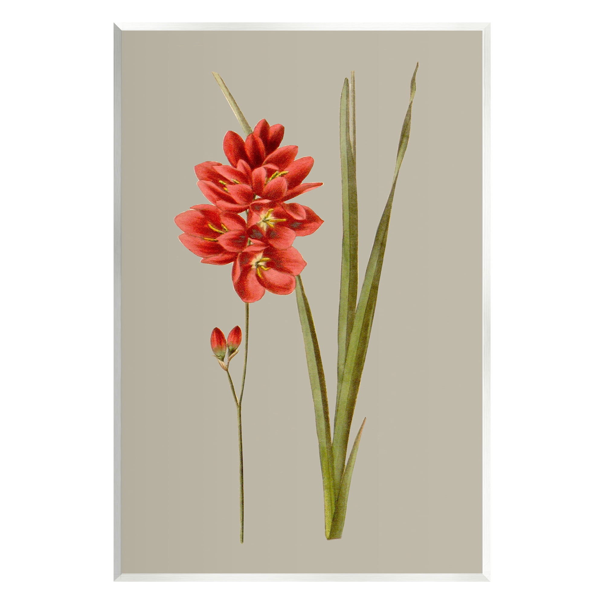 Stupell Industries Red Traditional Botanical Botanical & Floral Painting Unframed Art Print Wall Art, 10 x 15