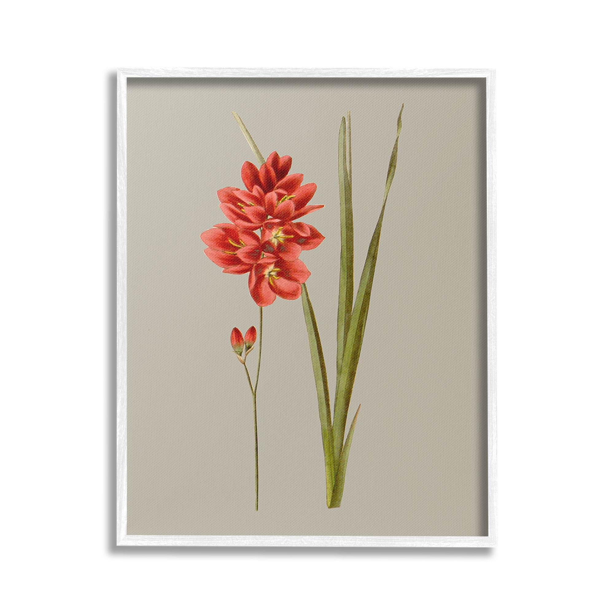 Stupell Industries Red Traditional Botanical Botanical & Floral Painting White Framed Art Print Wall Art, 24 x 30