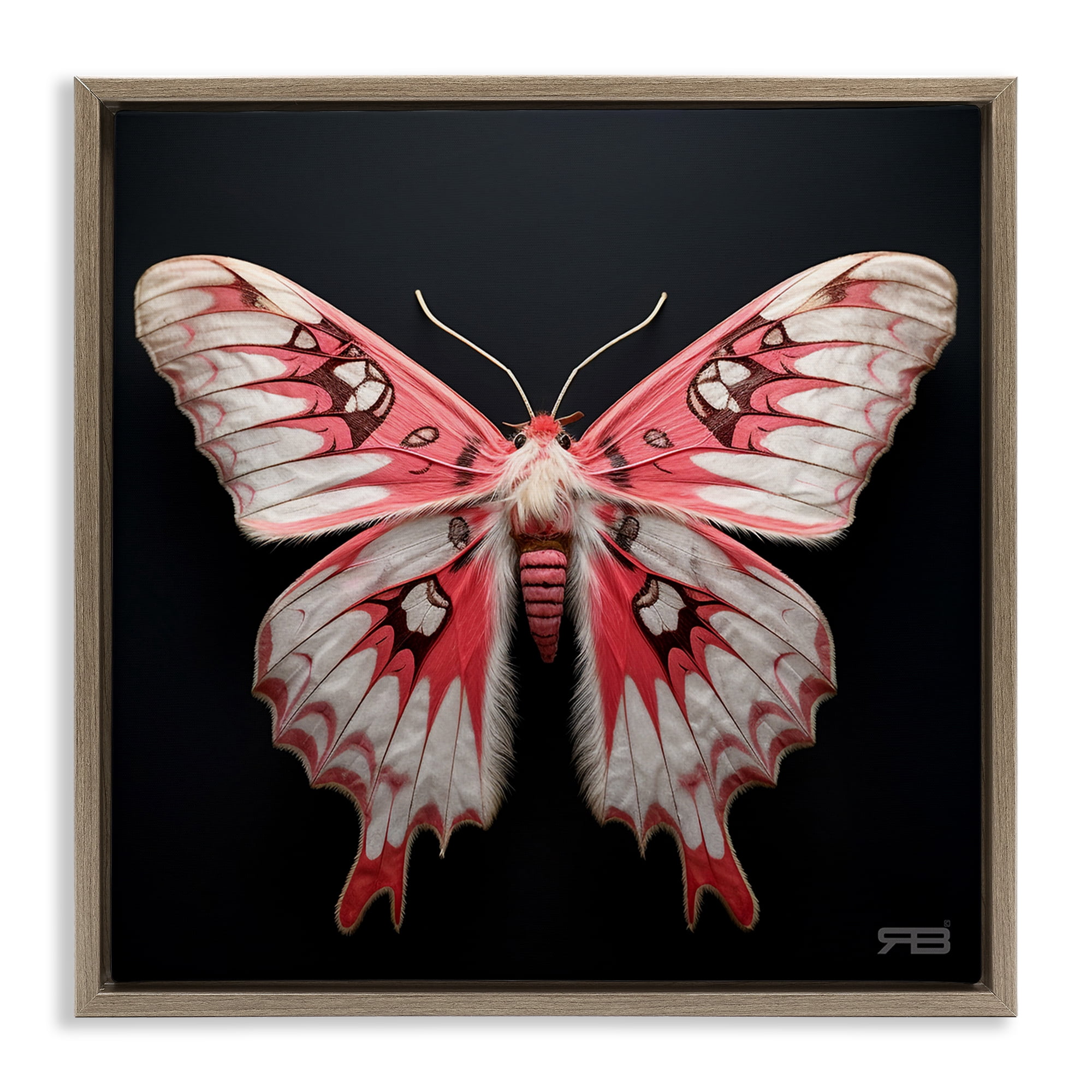 Stupell Industries Red & White Moth Animals & Insects Painting Brown Floater Framed Canvas Art Print Wall Art, 18 x 18