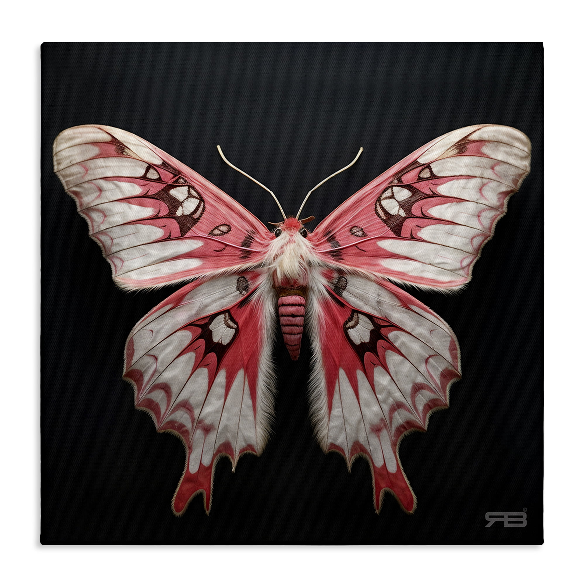 Stupell Industries Red & White Moth Animals & Insects Painting Gallery Wrapped Canvas Art Print Wall Art, 24 x 24