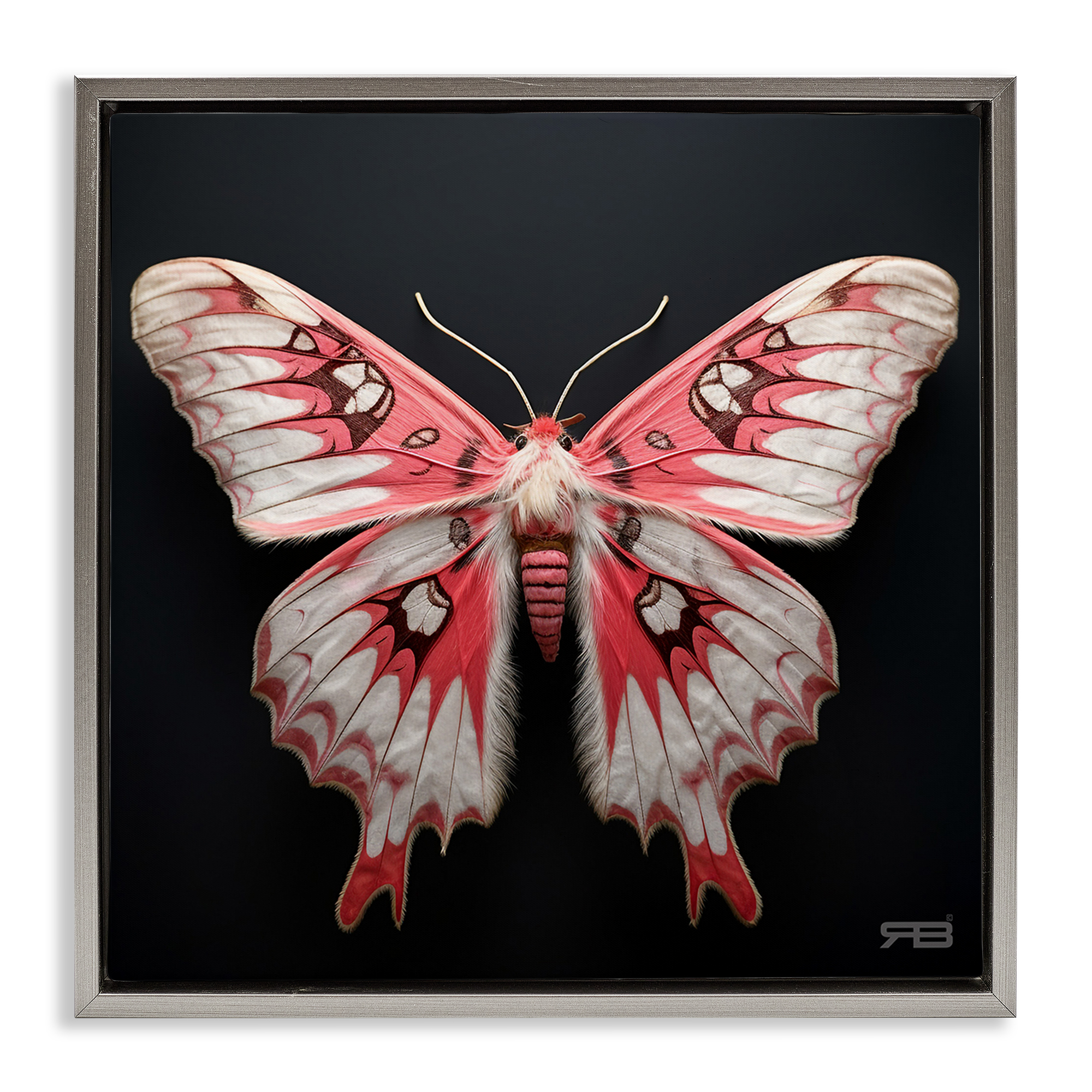 Stupell Industries Red & White Moth Animals & Insects Painting Gray Floater Framed Canvas Art Print Wall Art, 25 x 25