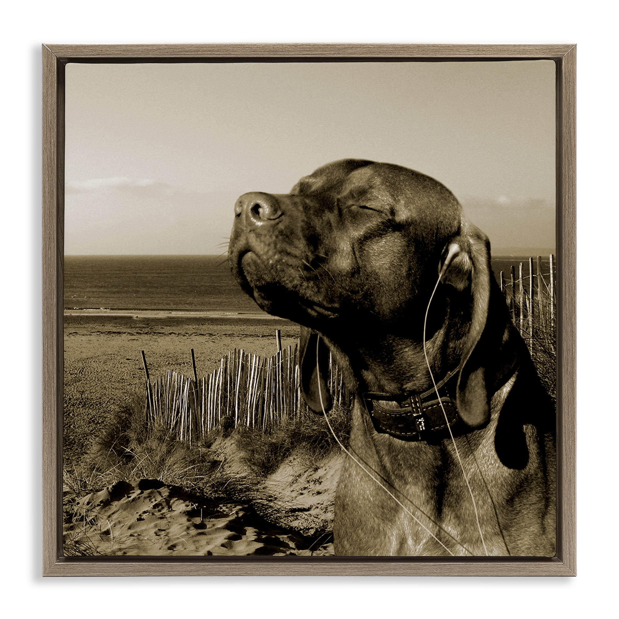 Stupell Industries Relaxed Dog with Music Animals & Insects Photography Brown Floater Framed Canvas Art Print Wall Art, 25 x 25