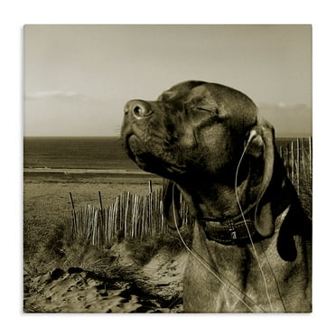 Stupell Industries Relaxed Dog with Music Animals & Insects Photography Gallery Wrapped Canvas Art Print Wall Art, 17 x 17