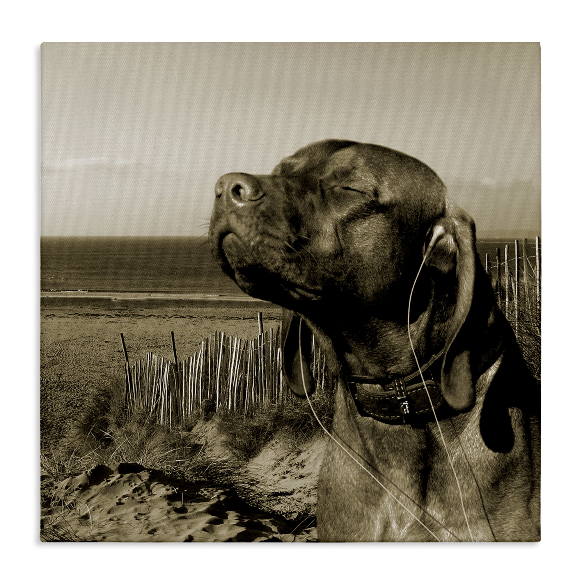 Stupell Industries Relaxed Dog with Music Animals & Insects Photography Gallery Wrapped Canvas Art Print Wall Art, 30 x 30