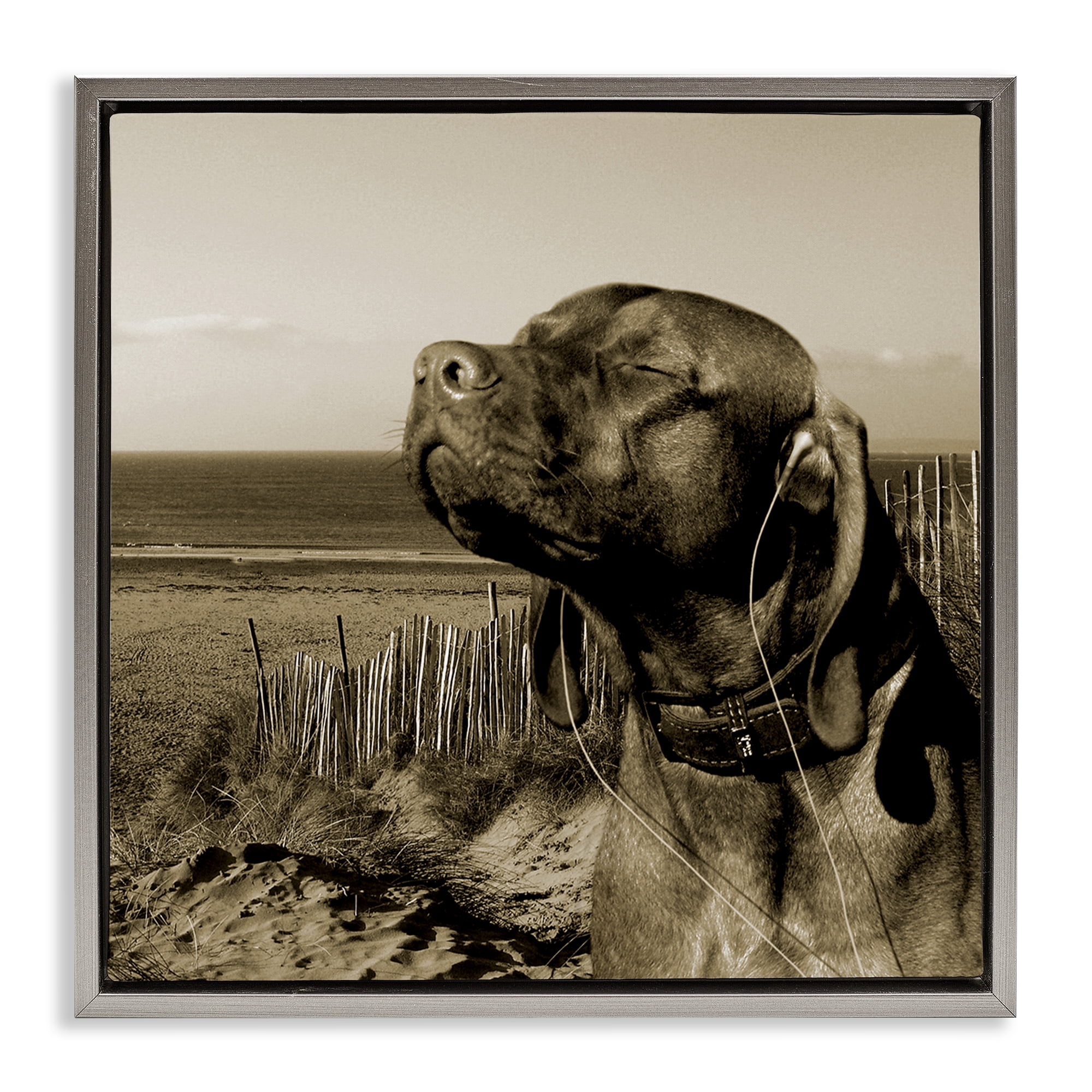 Stupell Industries Relaxed Dog with Music Animals & Insects Photography Gray Floater Framed Canvas Art Print Wall Art, 25 x 25