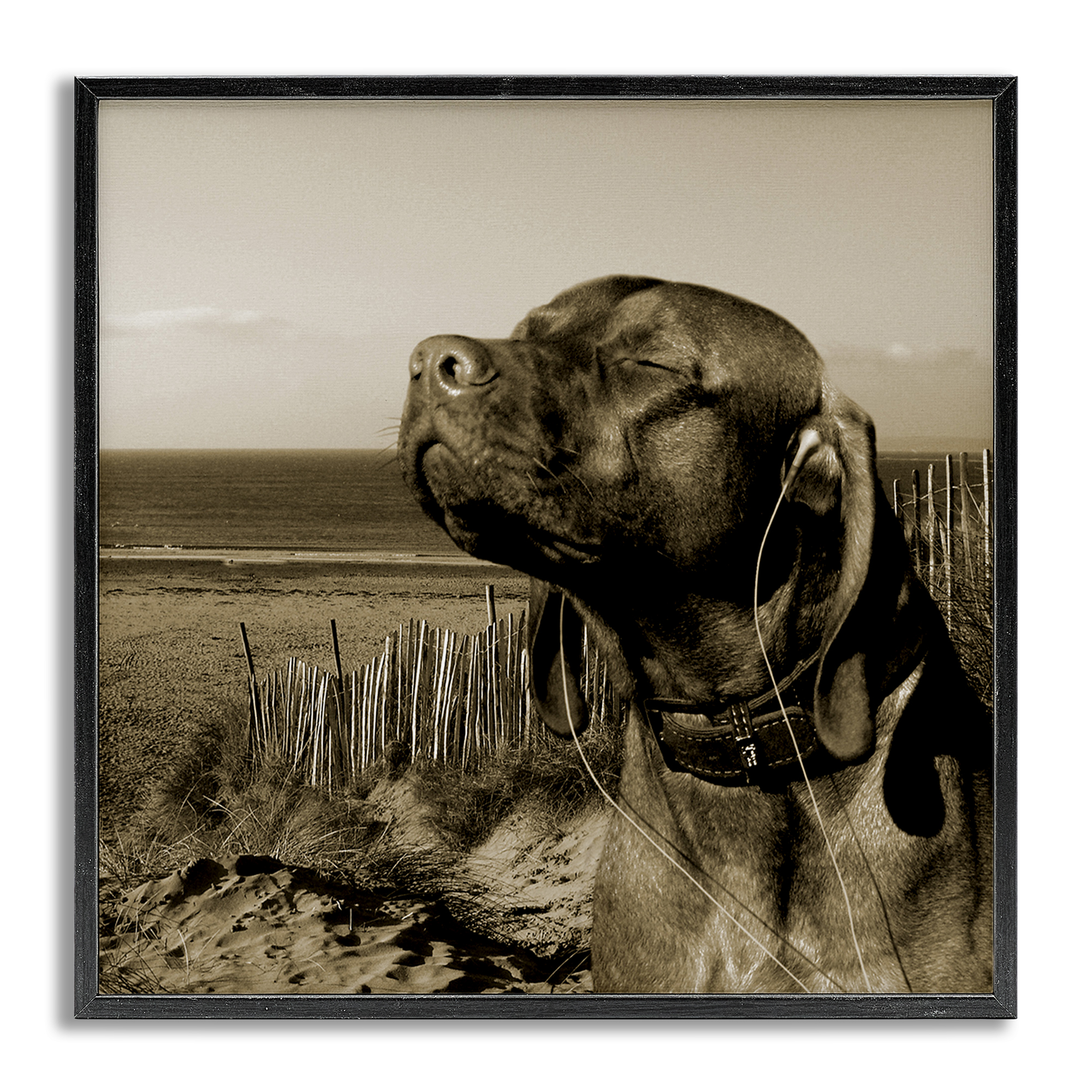 Stupell Industries Relaxed Dog with Music Animals & Insects Photography Gray Framed Art Print Wall Art, 17 x 17