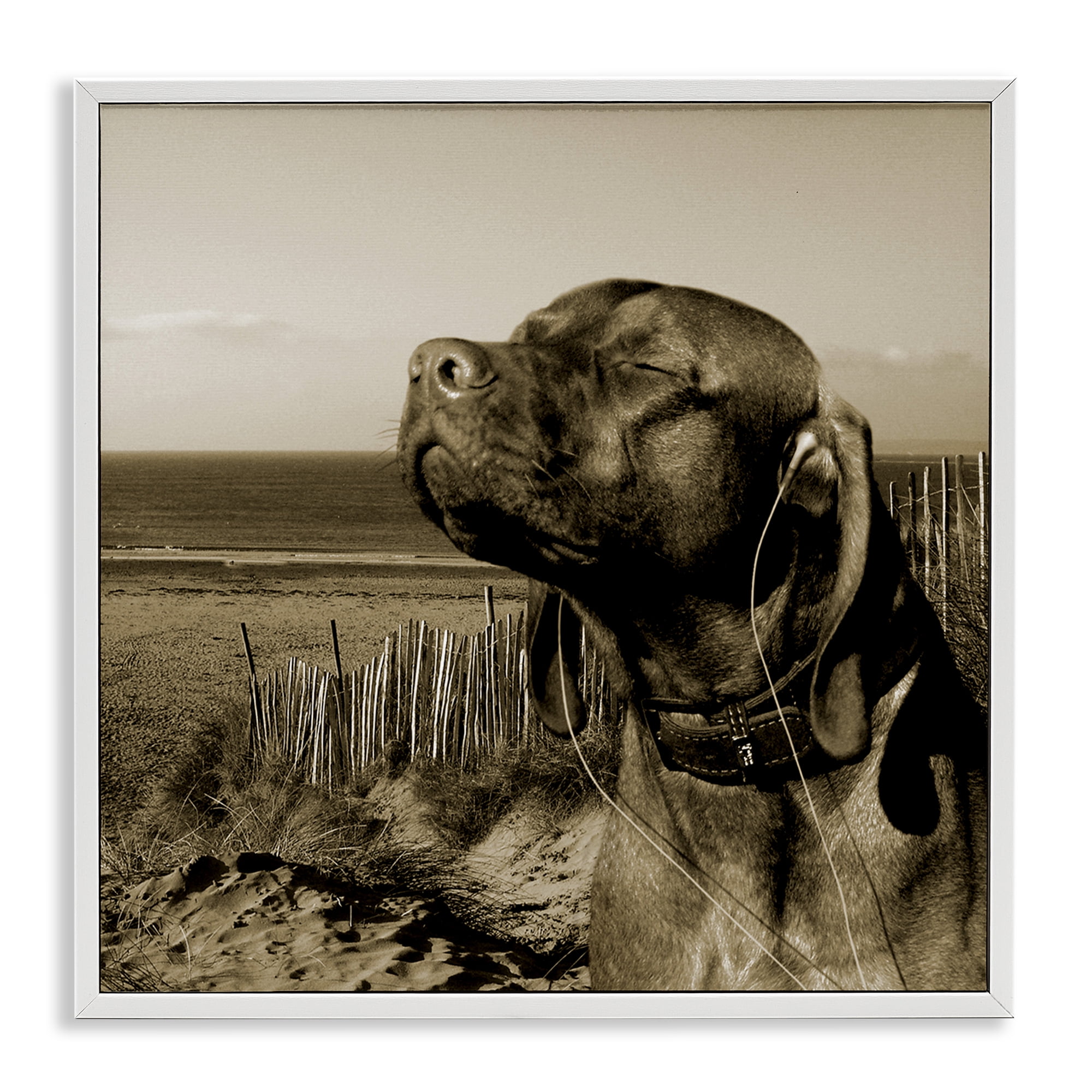 Stupell Industries Relaxed Dog with Music Animals & Insects Photography White Framed Art Print Wall Art, 12 x 12