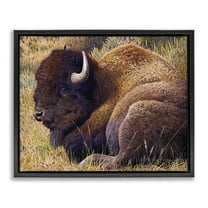 Stupell Industries Relaxing Young Bison Animals Painting Black Floater Framed Canvas Art Print Wall Art, 21 x 17