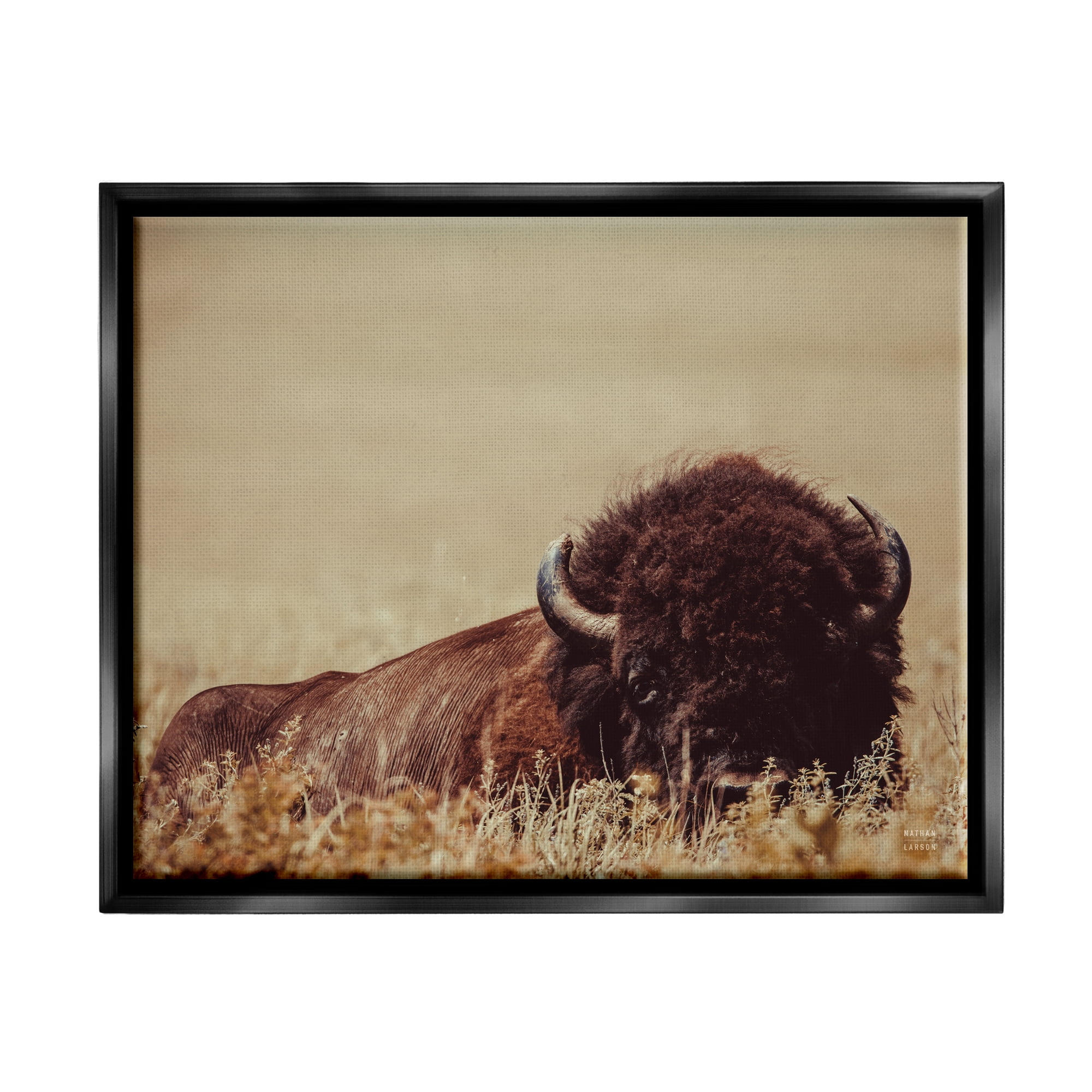 Stupell Industries Resting Bison Photography Animals & Insects Photography Black Floater Framed Canvas Art Print Wall Art, 31 x 25