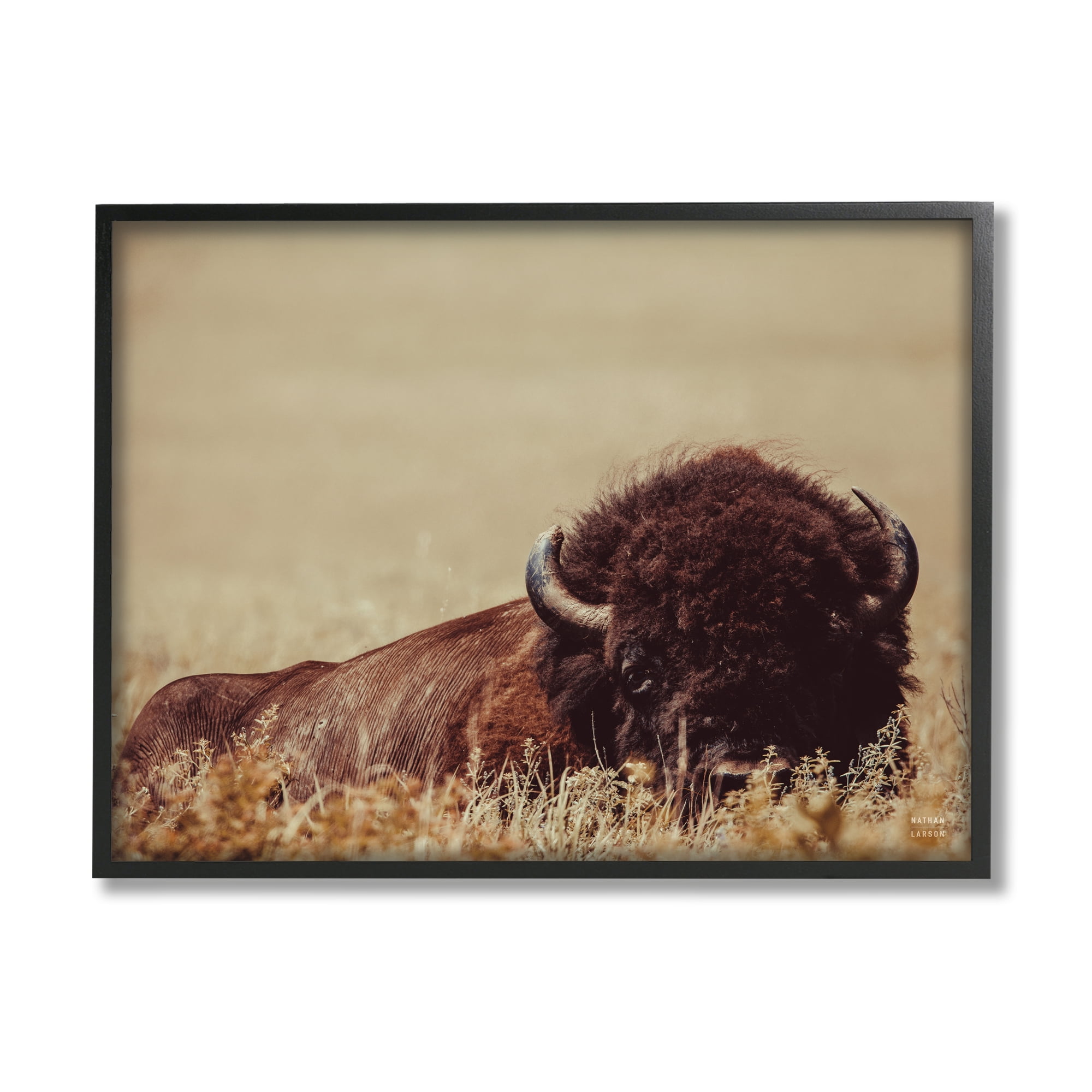 Stupell Industries Resting Bison Photography Animals & Insects Photography Black Framed Art Print Wall Art, 14 x 11