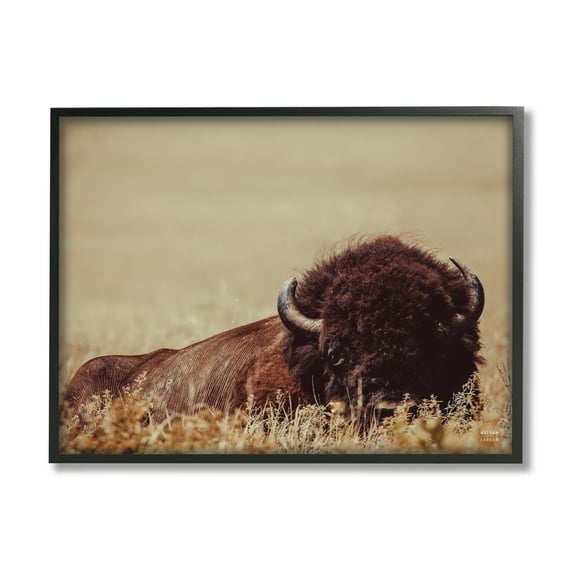 Stupell Industries Resting Bison Photography Animals & Insects Photography Black Framed Art Print Wall Art, 30 x 24