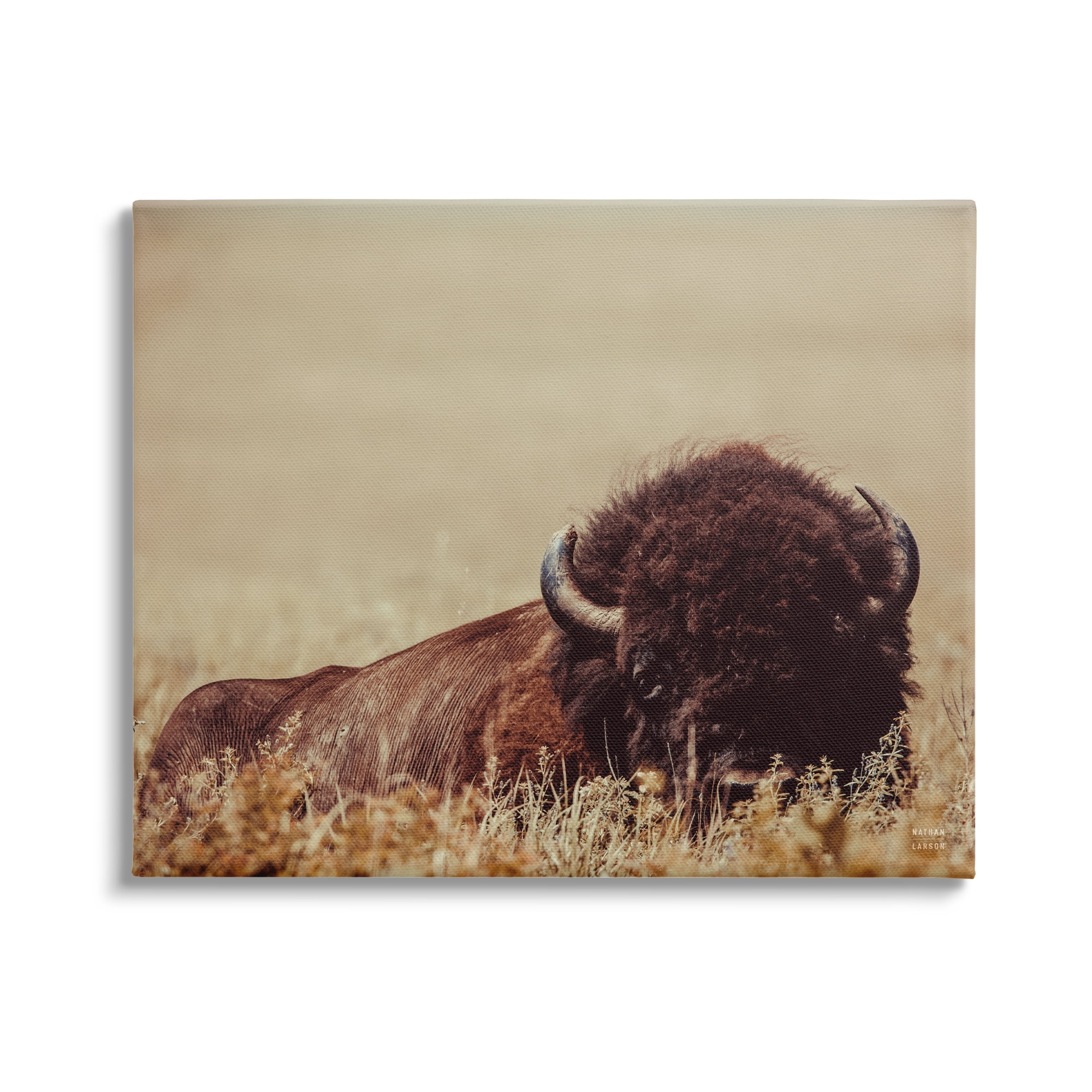 Stupell Industries Resting Bison Photography Animals & Insects Photography Gallery Wrapped Canvas Art Print Wall Art, 48 x 36