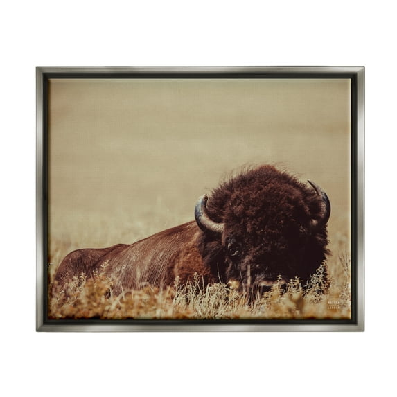 Stupell Industries Resting Bison Photography Animals & Insects Photography Gray Floater Framed Canvas Art Print Wall Art, 31 x 25