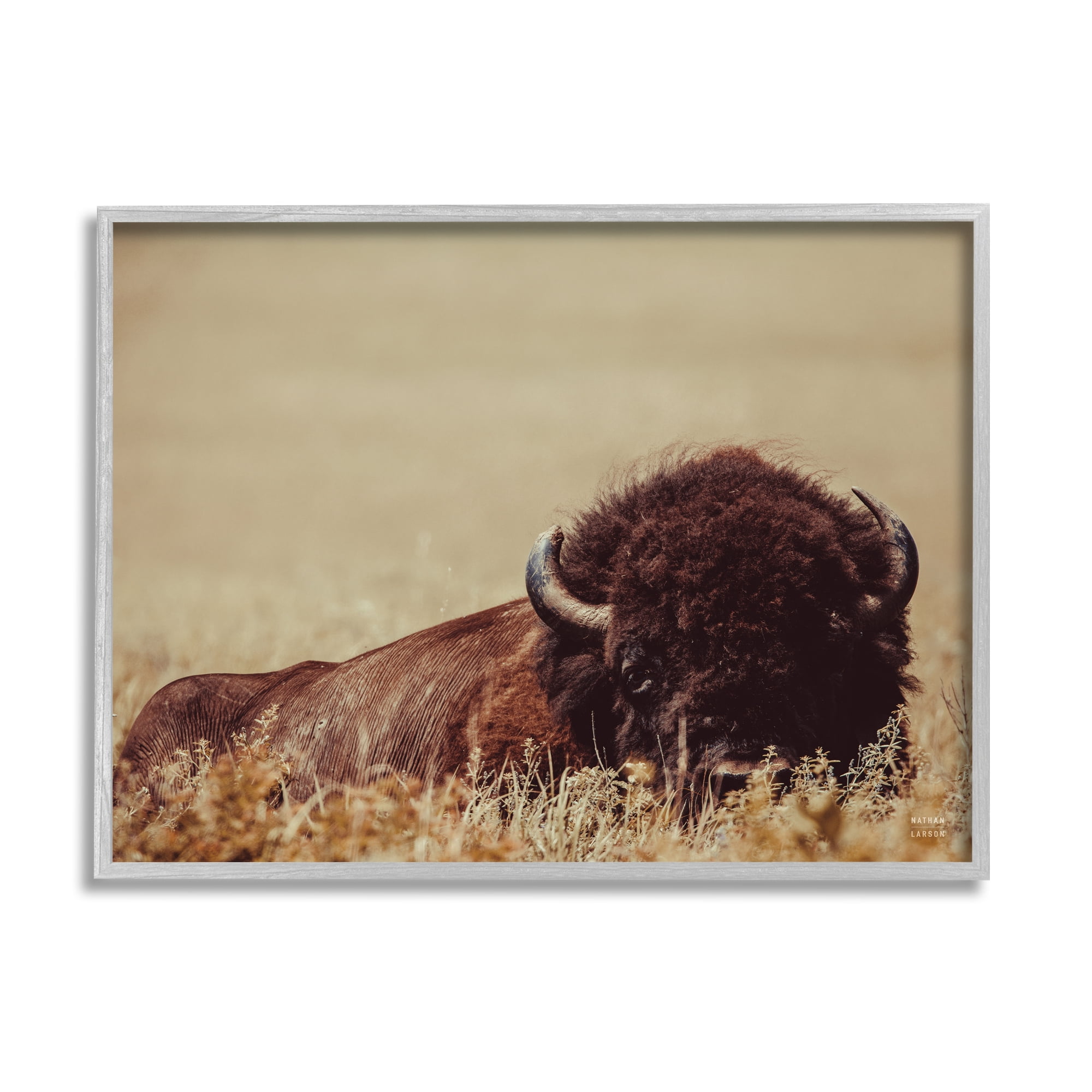 Stupell Industries Resting Bison Photography Animals & Insects Photography Gray Framed Art Print Wall Art, 20 x 16