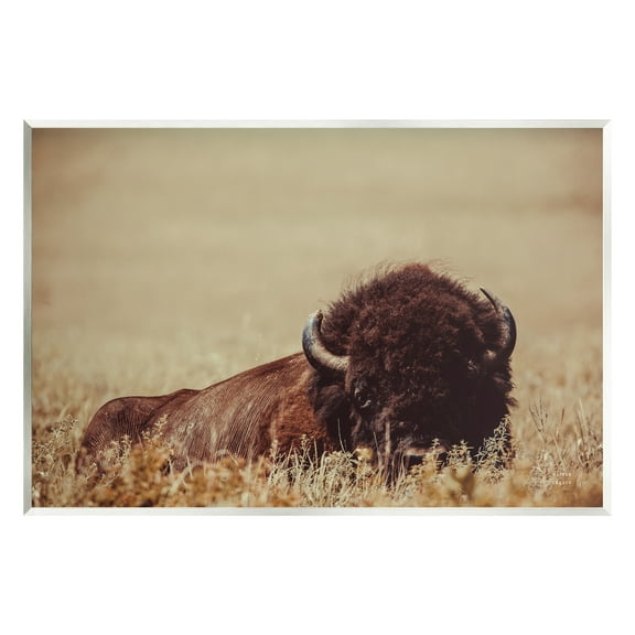 Stupell Industries Resting Bison Photography Animals & Insects Photography Unframed Art Print Wall Art, 15 x 10