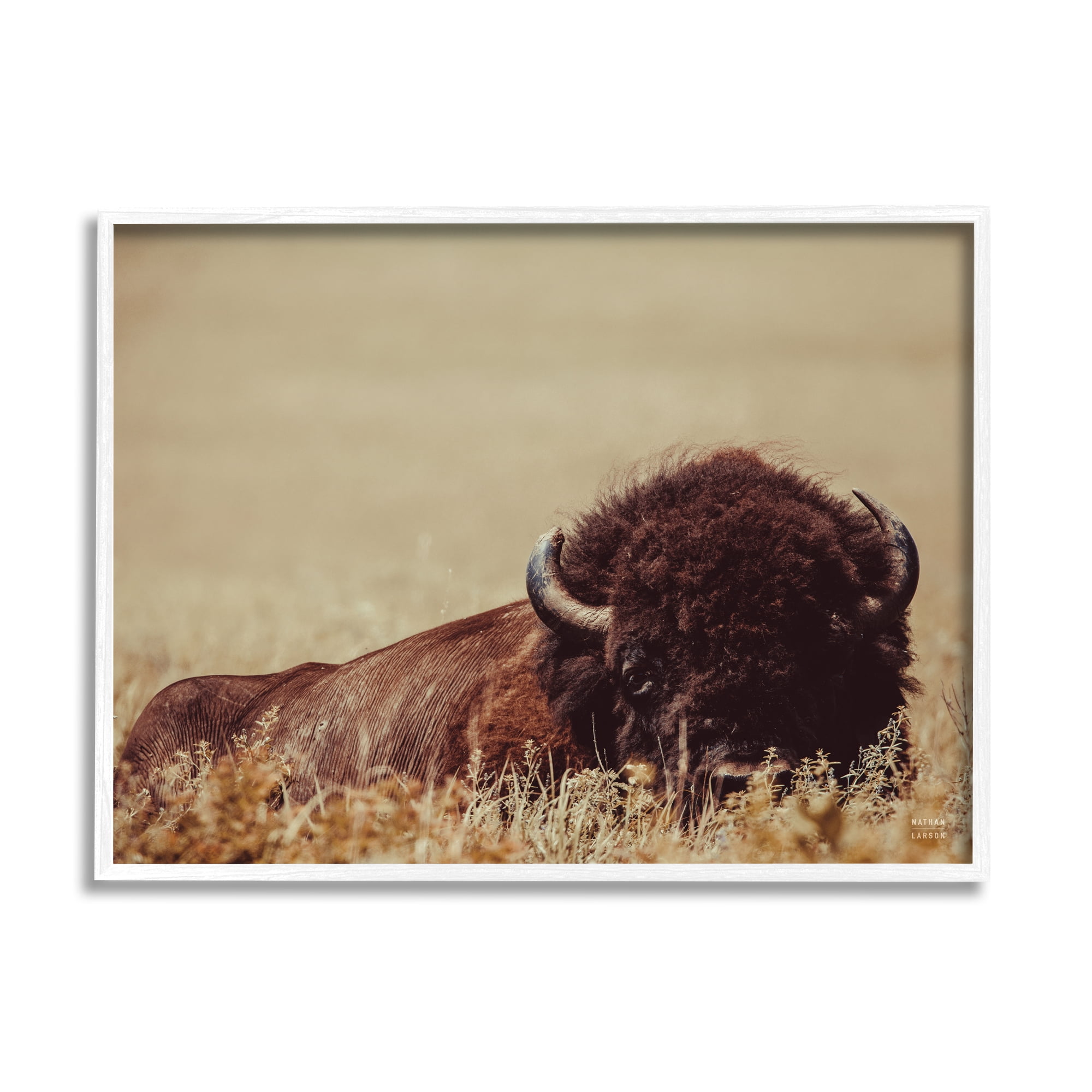 Stupell Industries Resting Bison Photography Animals & Insects Photography White Framed Art Print Wall Art, 30 x 24