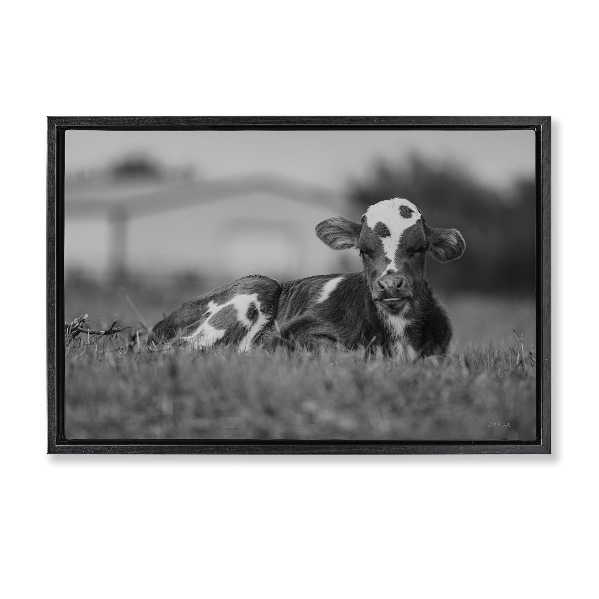 Stupell Industries Resting Cow in Grass Animals & Insects Photography Black Floater Framed Canvas Art Print Wall Art, 25 x 17