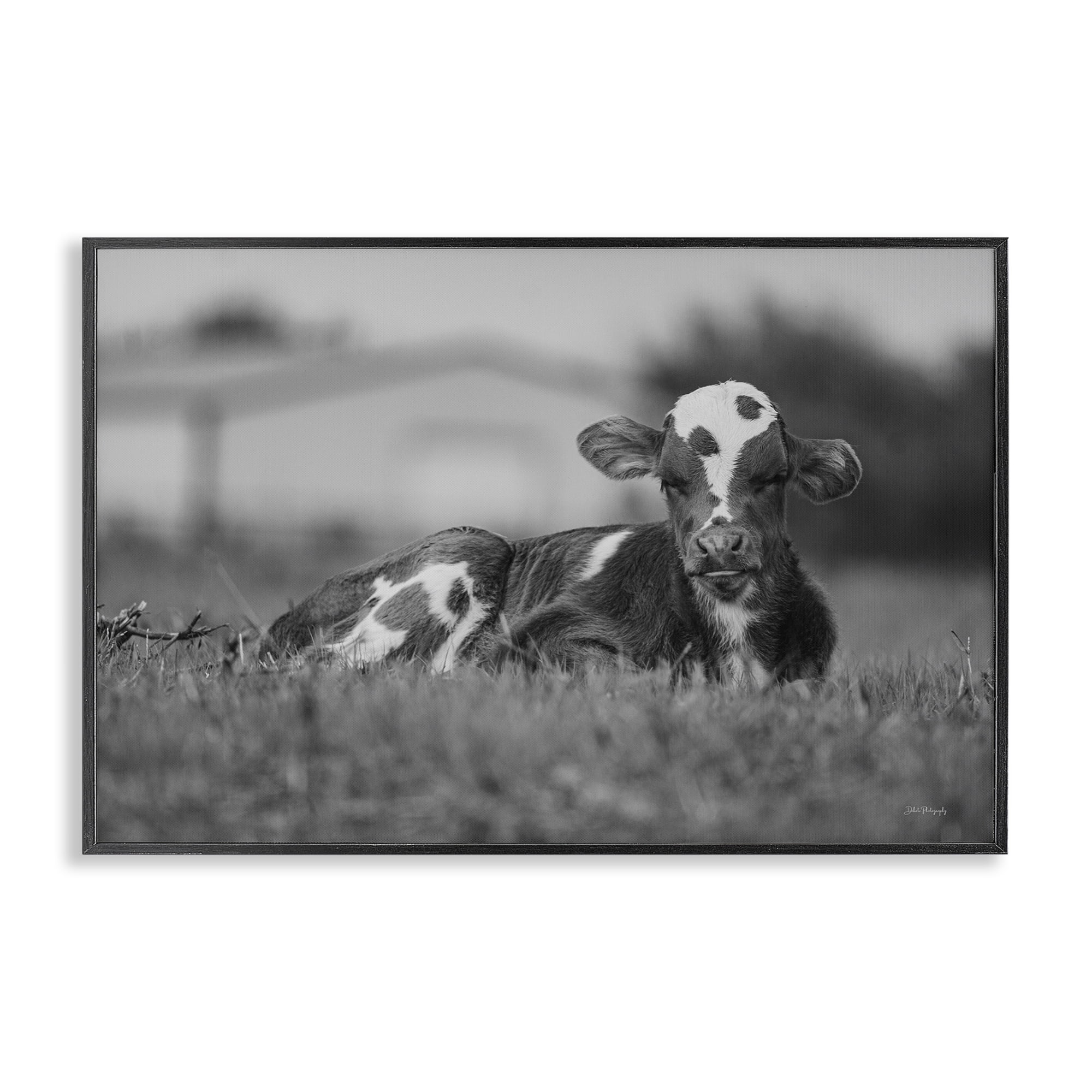 Stupell Industries Resting Cow in Grass Animals & Insects Photography Black Framed Art Print Wall Art, 24 x 16