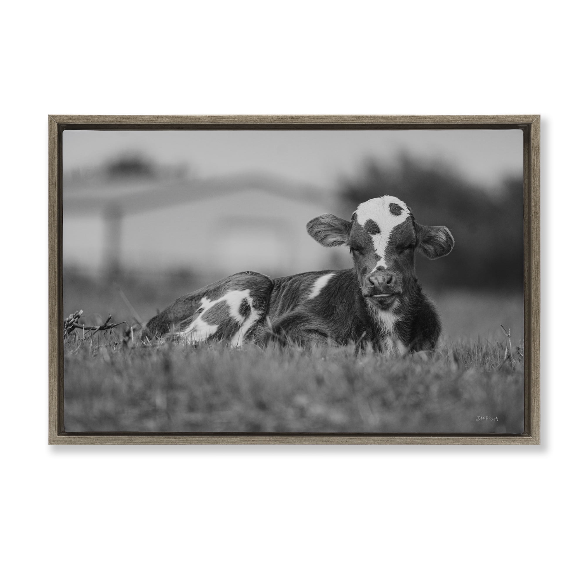 Stupell Industries Resting Cow in Grass Animals & Insects Photography Brown Floater Framed Canvas Art Print Wall Art, 25 x 17