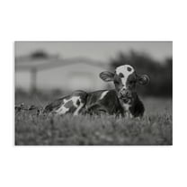 Stupell Industries Resting Cow in Grass Animals & Insects Photography Gallery Wrapped Canvas Art Print Wall Art, 24 x 16