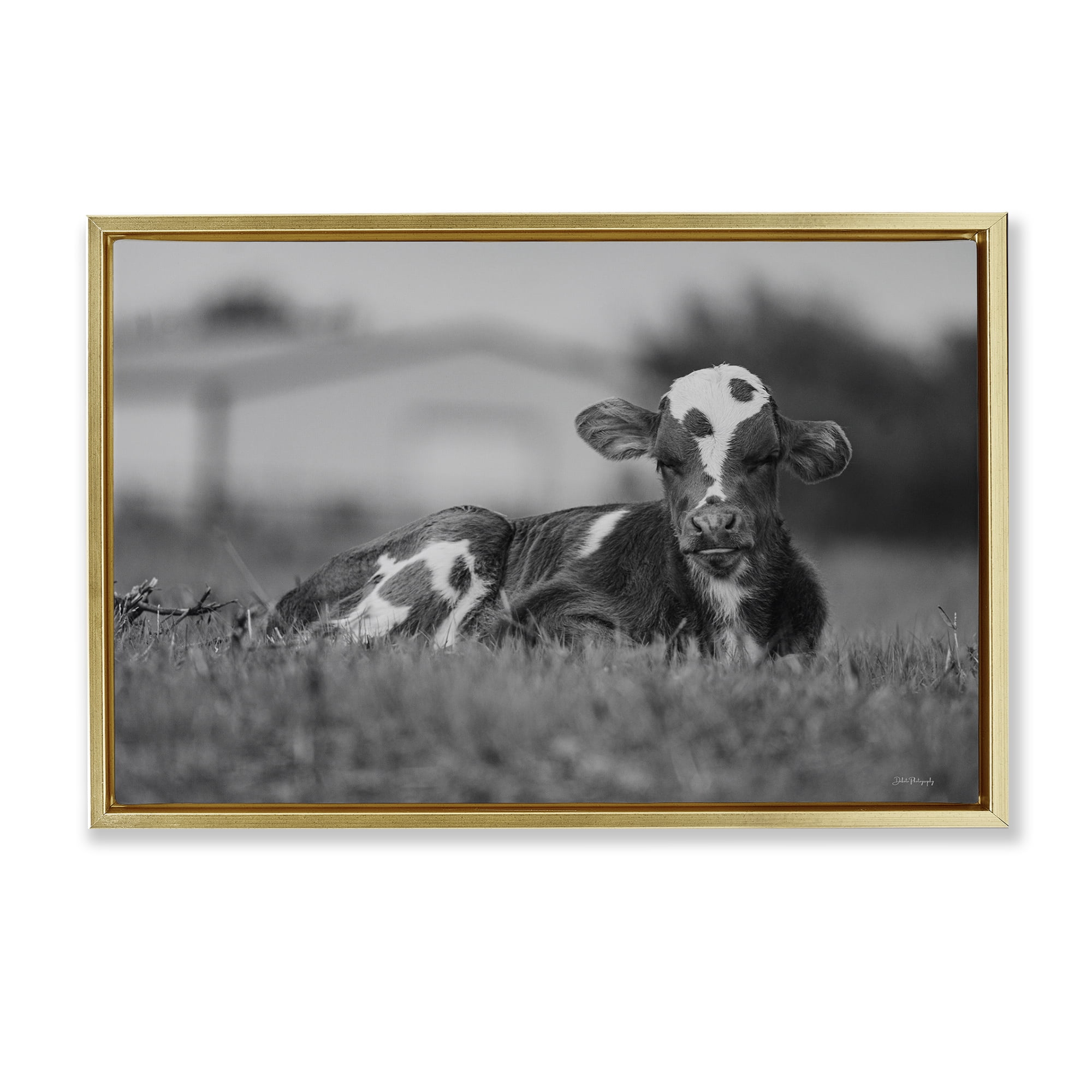 Stupell Industries Resting Cow in Grass Animals & Insects Photography Gold Floater Framed Canvas Art Print Wall Art, 25 x 17