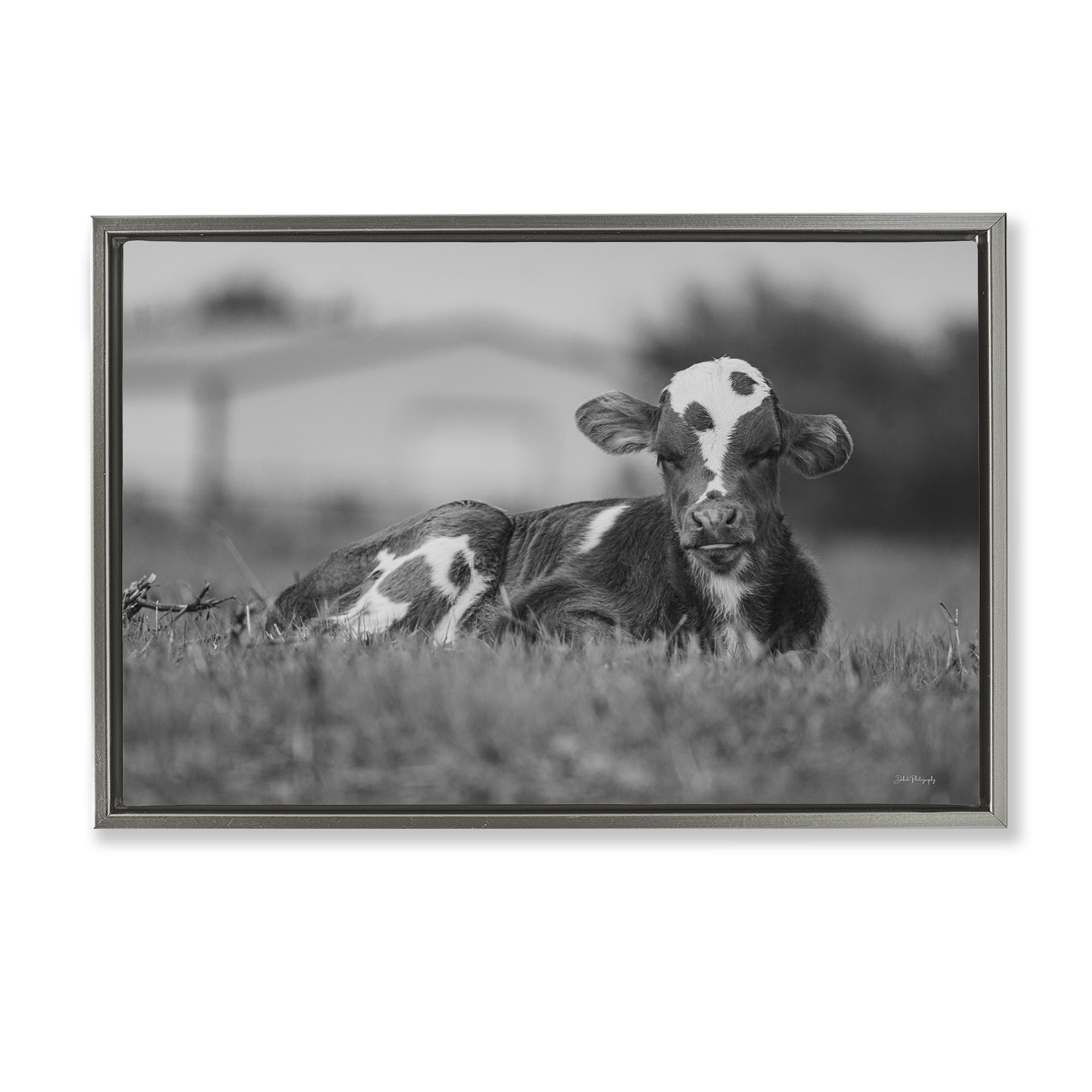 Stupell Industries Resting Cow in Grass Animals & Insects Photography Gray Floater Framed Canvas Art Print Wall Art, 25 x 17