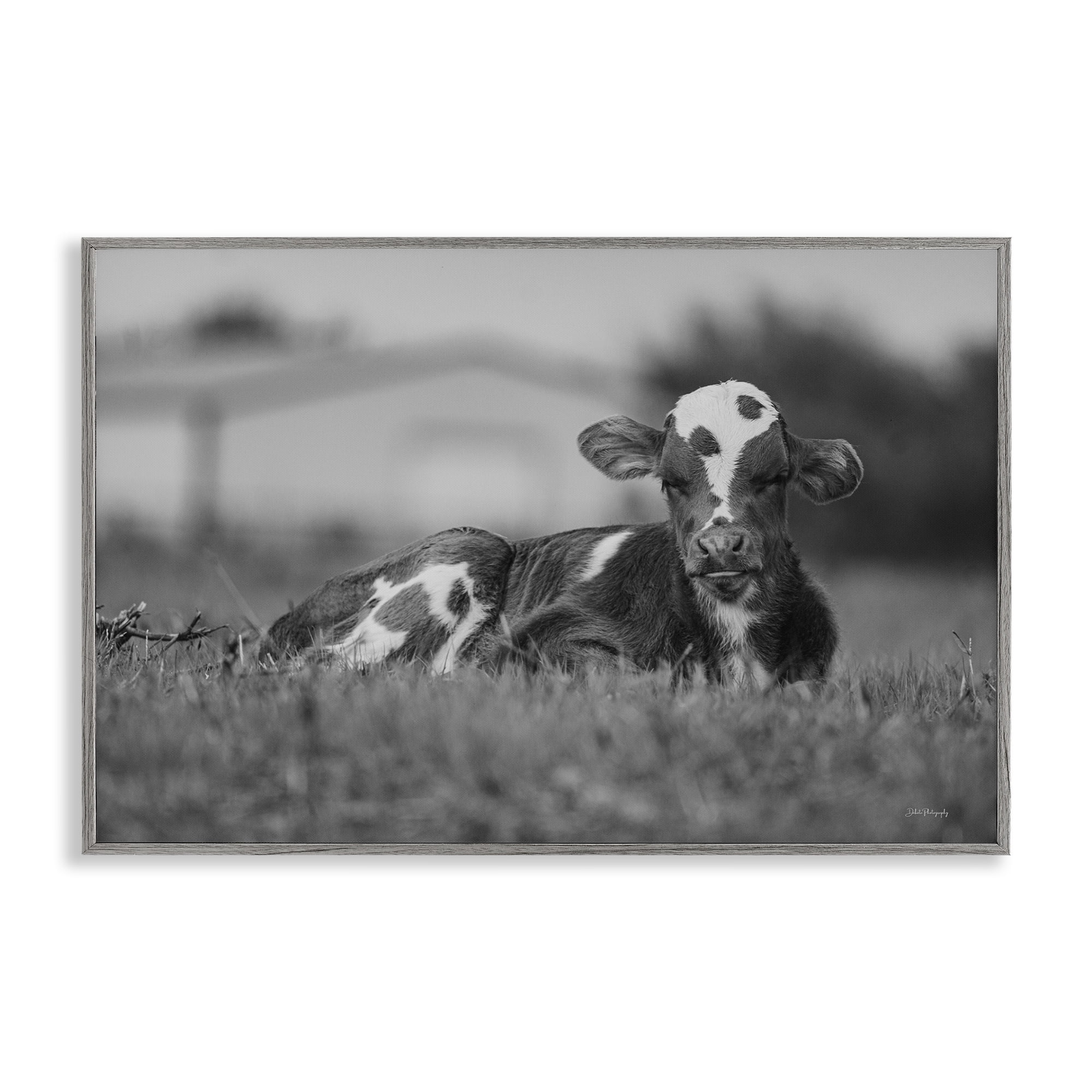 Stupell Industries Resting Cow in Grass Animals & Insects Photography Gray Framed Art Print Wall Art, 18 x 12