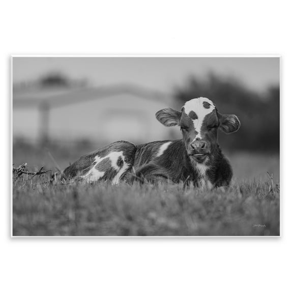Stupell Industries Resting Cow in Grass Animals & Insects Photography Unframed Art Print Wall Art, 15 x 10