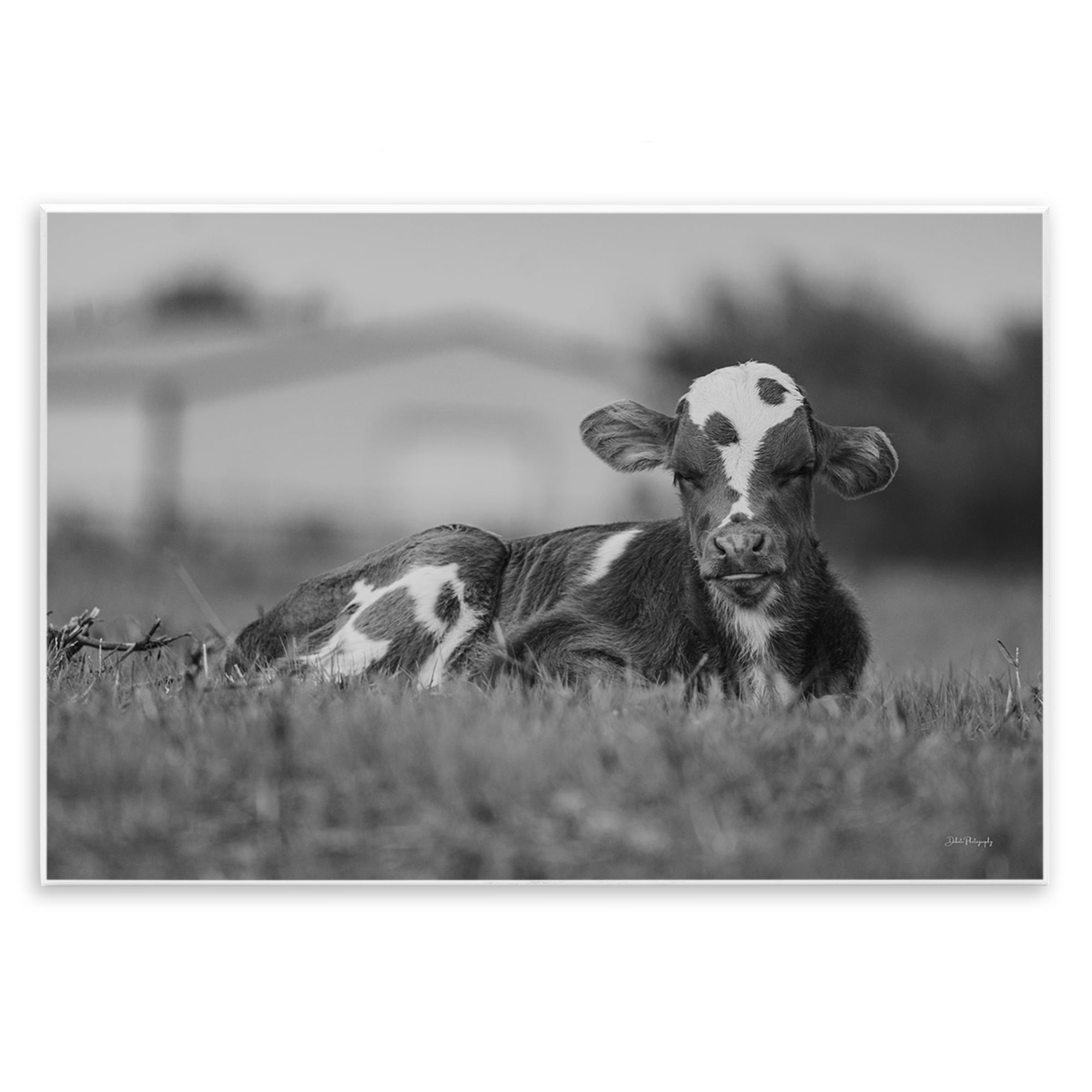 Stupell Industries Resting Cow in Grass Animals & Insects Photography Unframed Art Print Wall Art, 19 x 13
