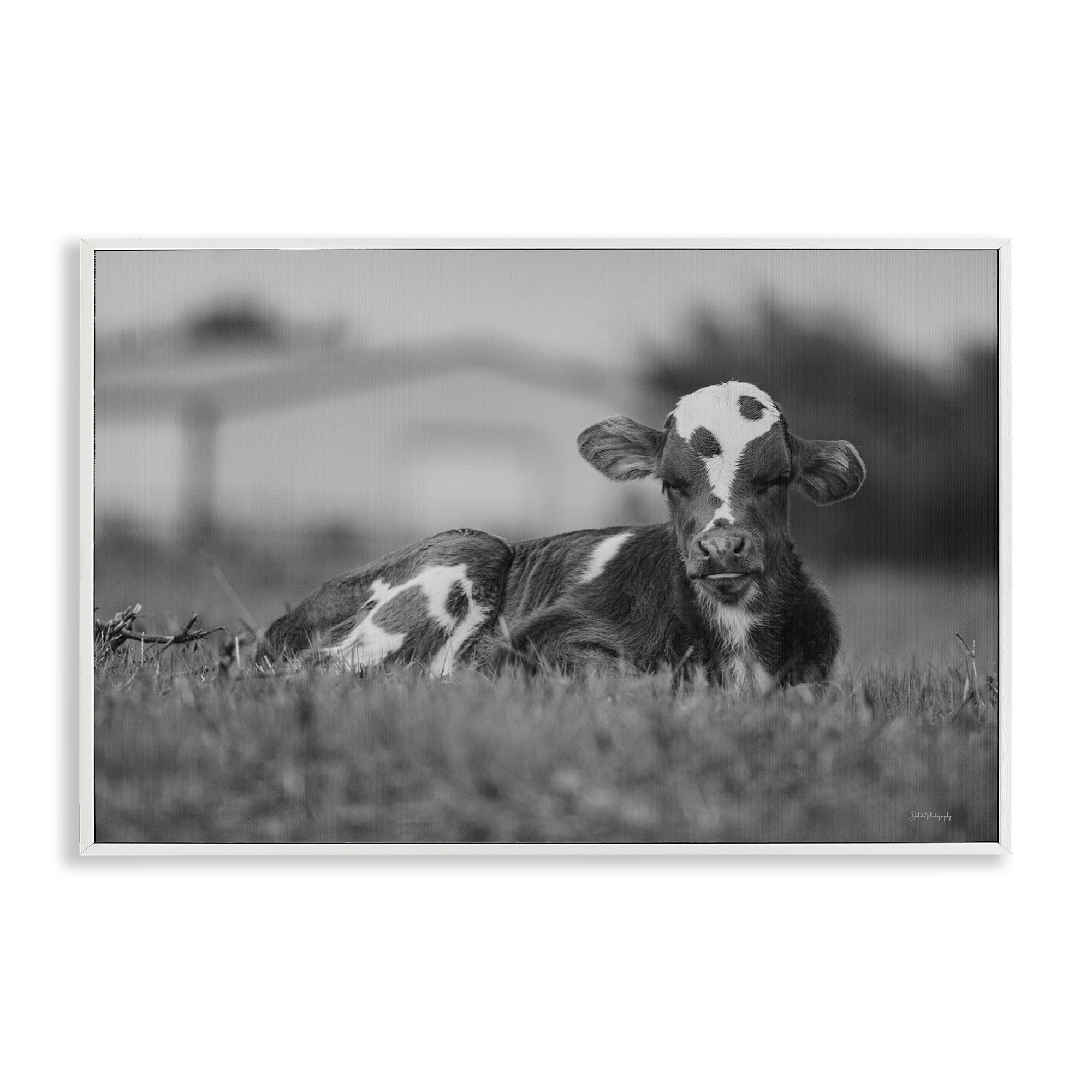 Stupell Industries Resting Cow in Grass Animals & Insects Photography White Framed Art Print Wall Art, 30 x 20