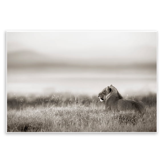 Stupell Industries Resting Lion in Savanna Grass Animals Photography Unframed Art Print Wall Art, 19 x 13