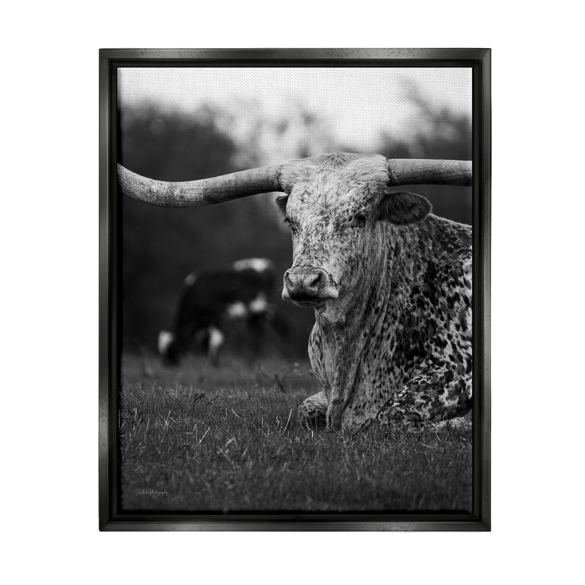 Stupell Industries Resting Longhorn Photography Animals & Insects Photography Black Floater Framed Canvas Art Print Wall Art, 25 x 31
