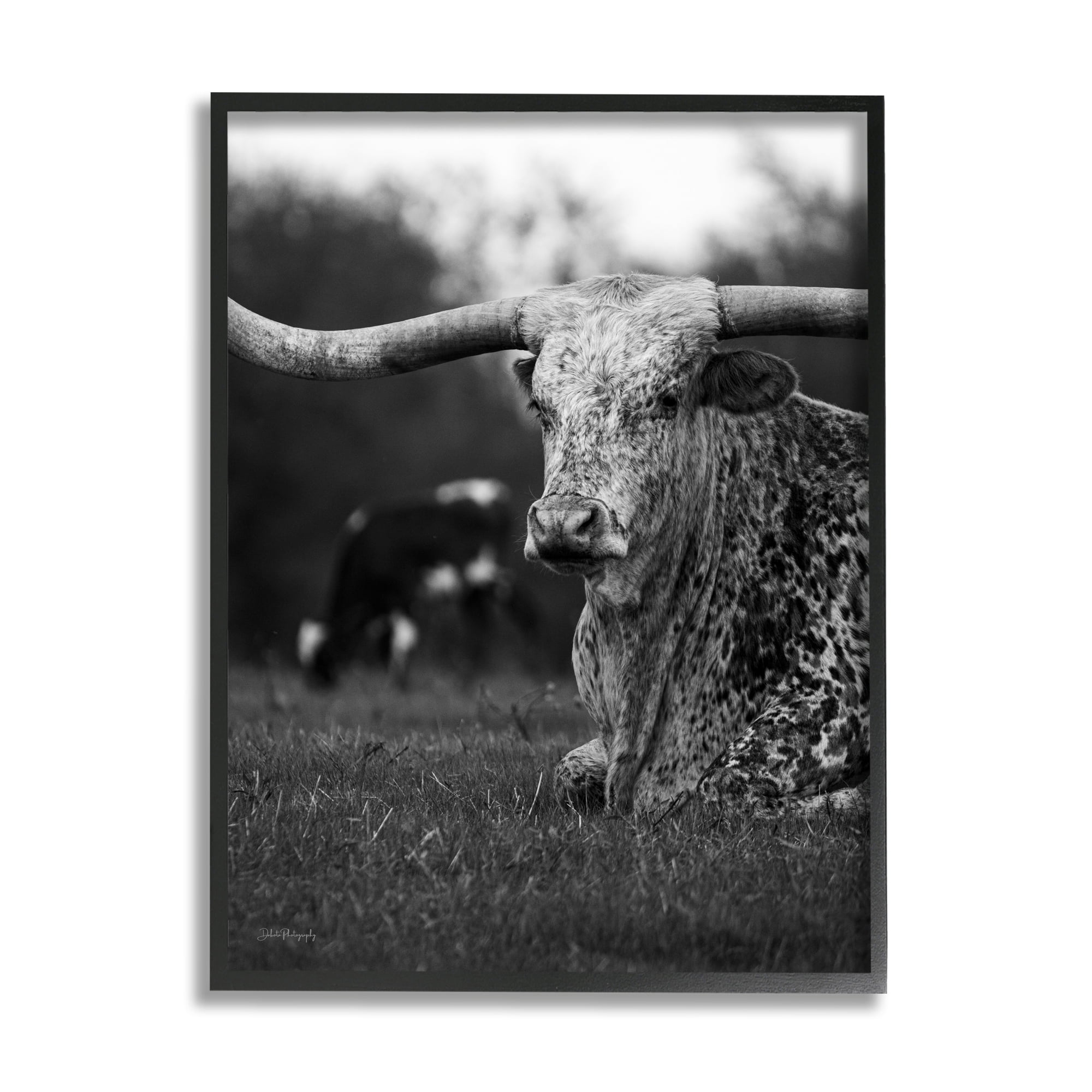Stupell Industries Resting Longhorn Photography Animals & Insects Photography Black Framed Art Print Wall Art, 24 x 30
