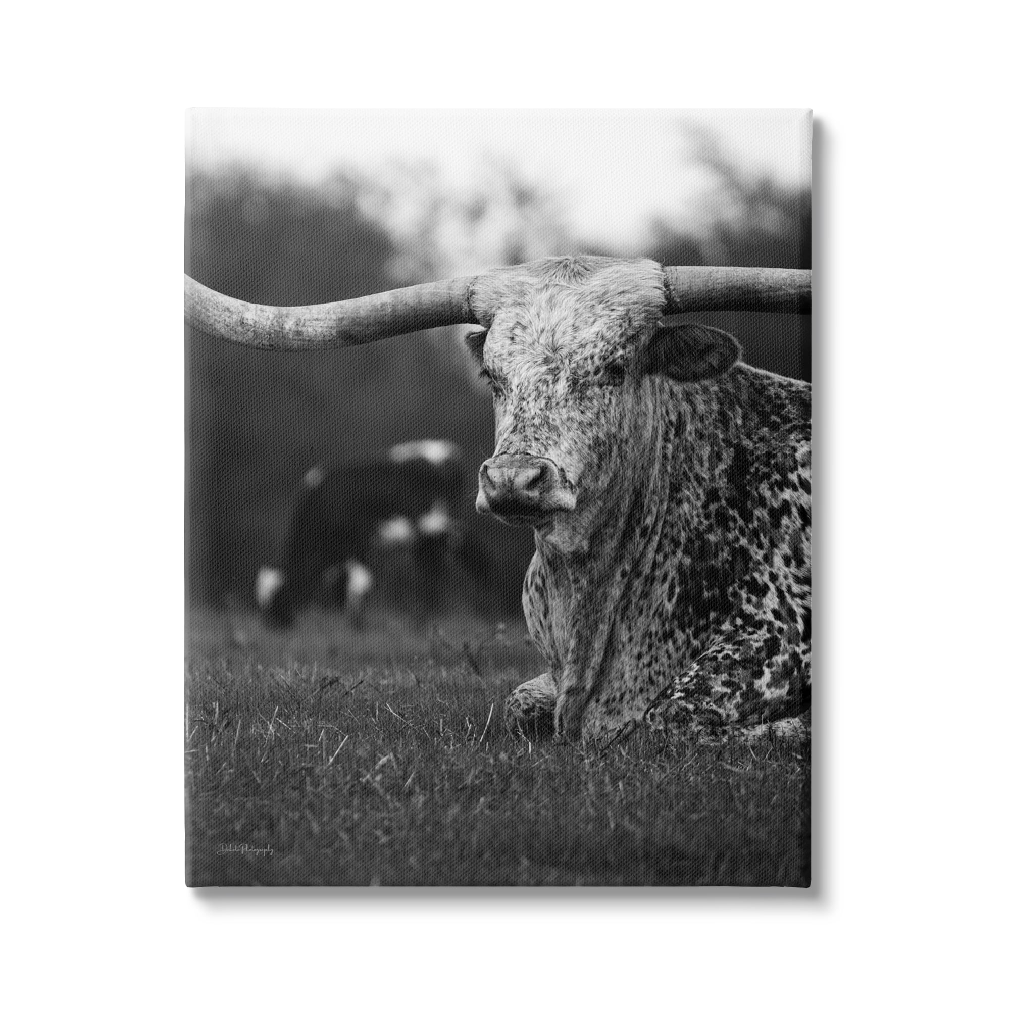 Stupell Industries Resting Longhorn Photography Animals & Insects Photography Gallery Wrapped Canvas Art Print Wall Art, 36 x 48