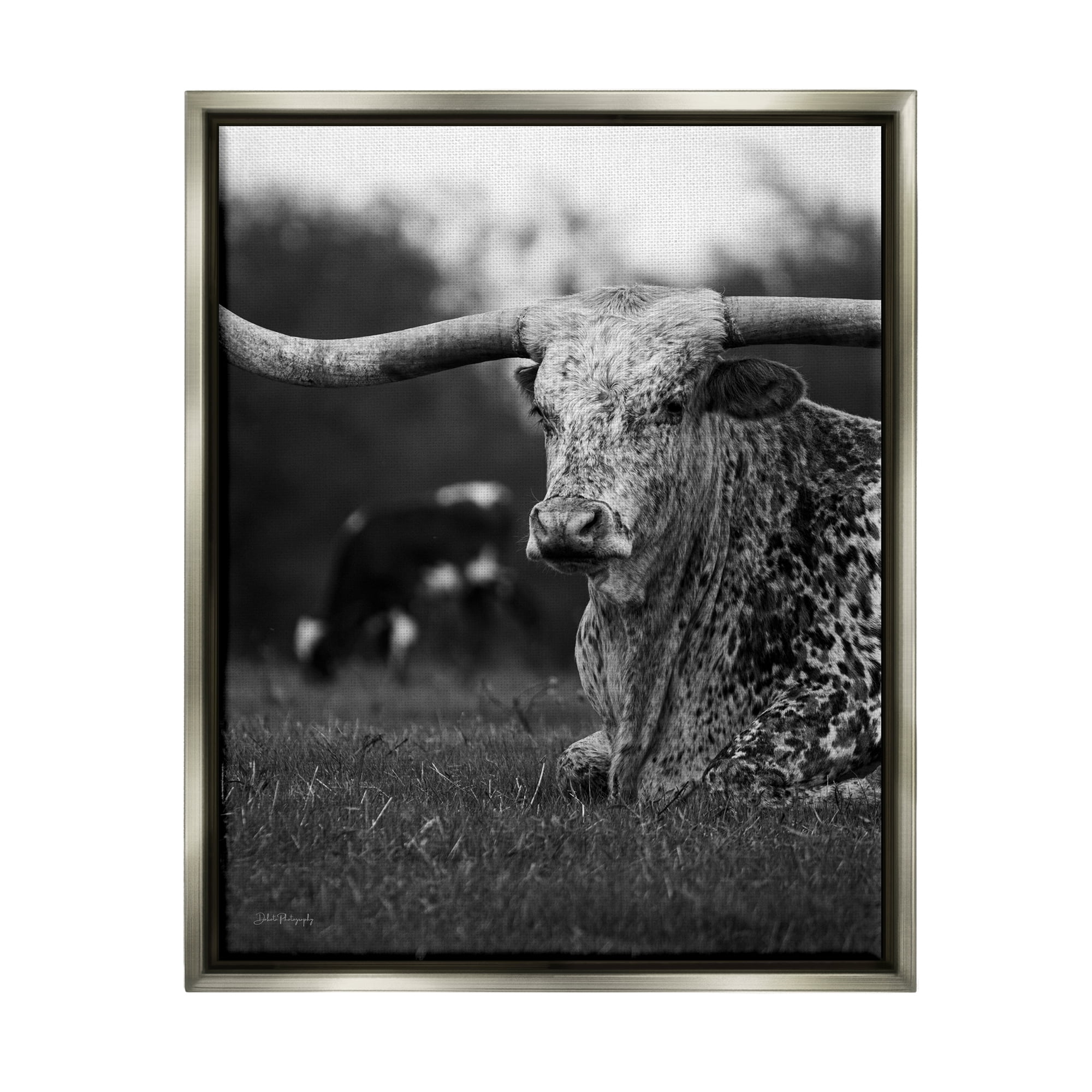 Stupell Industries Resting Longhorn Photography Animals & Insects Photography Gray Floater Framed Canvas Art Print Wall Art, 17 x 21