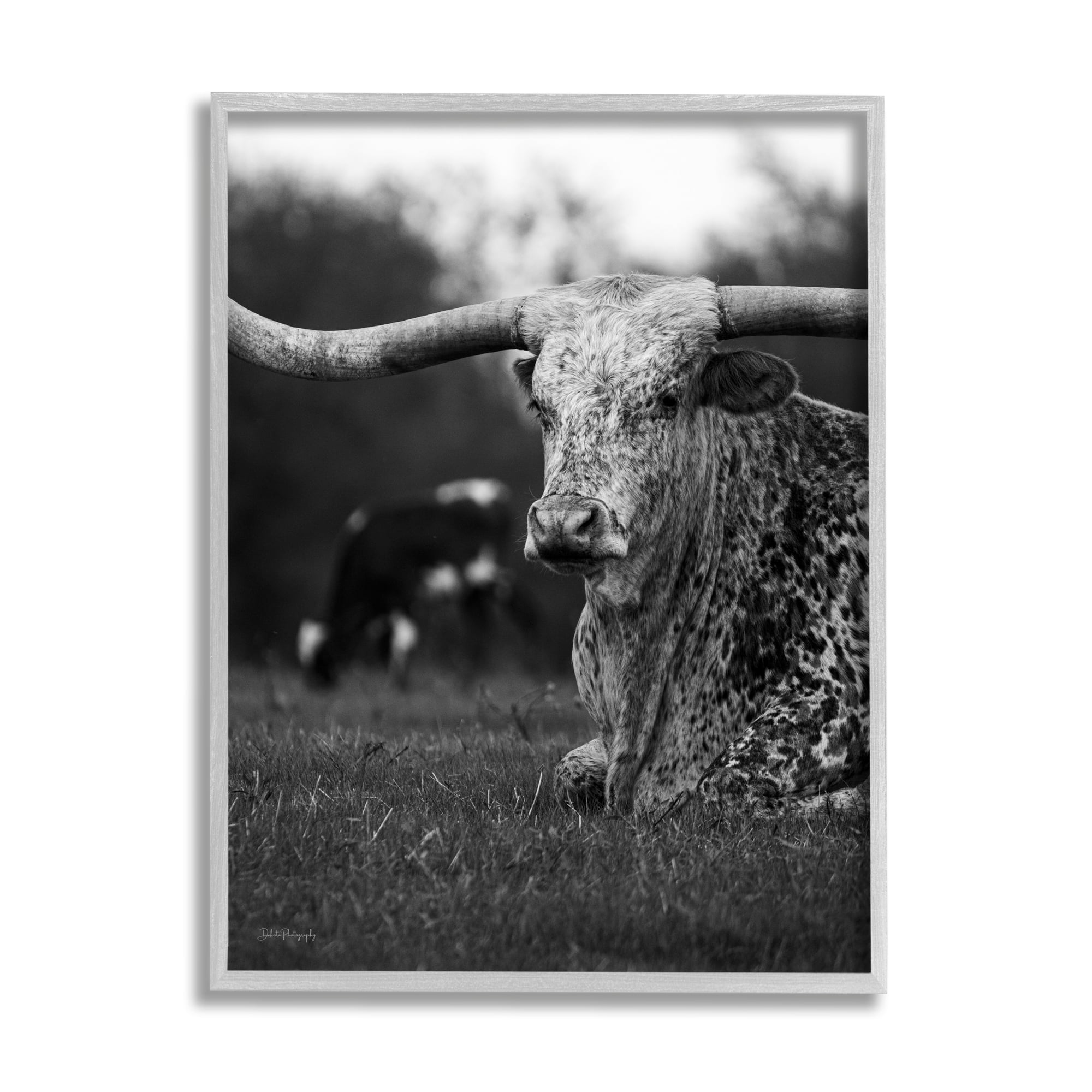 Stupell Industries Resting Longhorn Photography Animals & Insects Photography Gray Framed Art Print Wall Art, 11 x 14