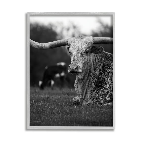 Stupell Industries Resting Longhorn Photography Animals & Insects Photography Gray Framed Art Print Wall Art, 16 x 20