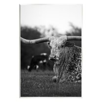 Stupell Industries Resting Longhorn Photography Animals & Insects Photography Unframed Art Print Wall Art, 10 x 15