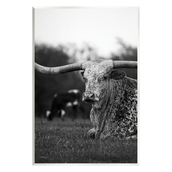 Stupell Industries Resting Longhorn Photography Animals & Insects Photography Unframed Art Print Wall Art, 10 x 15