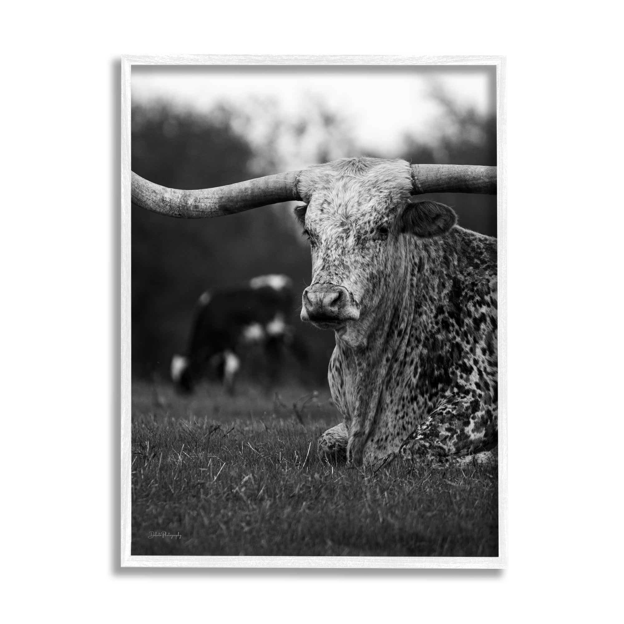 Stupell Industries Resting Longhorn Photography Animals & Insects Photography White Framed Art Print Wall Art, 11 x 14