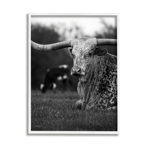 Stupell Industries Resting Longhorn Photography Animals & Insects Photography White Framed Art Print Wall Art, 24 x 30