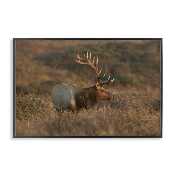 Stupell Industries Roaming Elk Photography Landscape & Nature Photography Black Framed Art Print Wall Art, 18 x 12